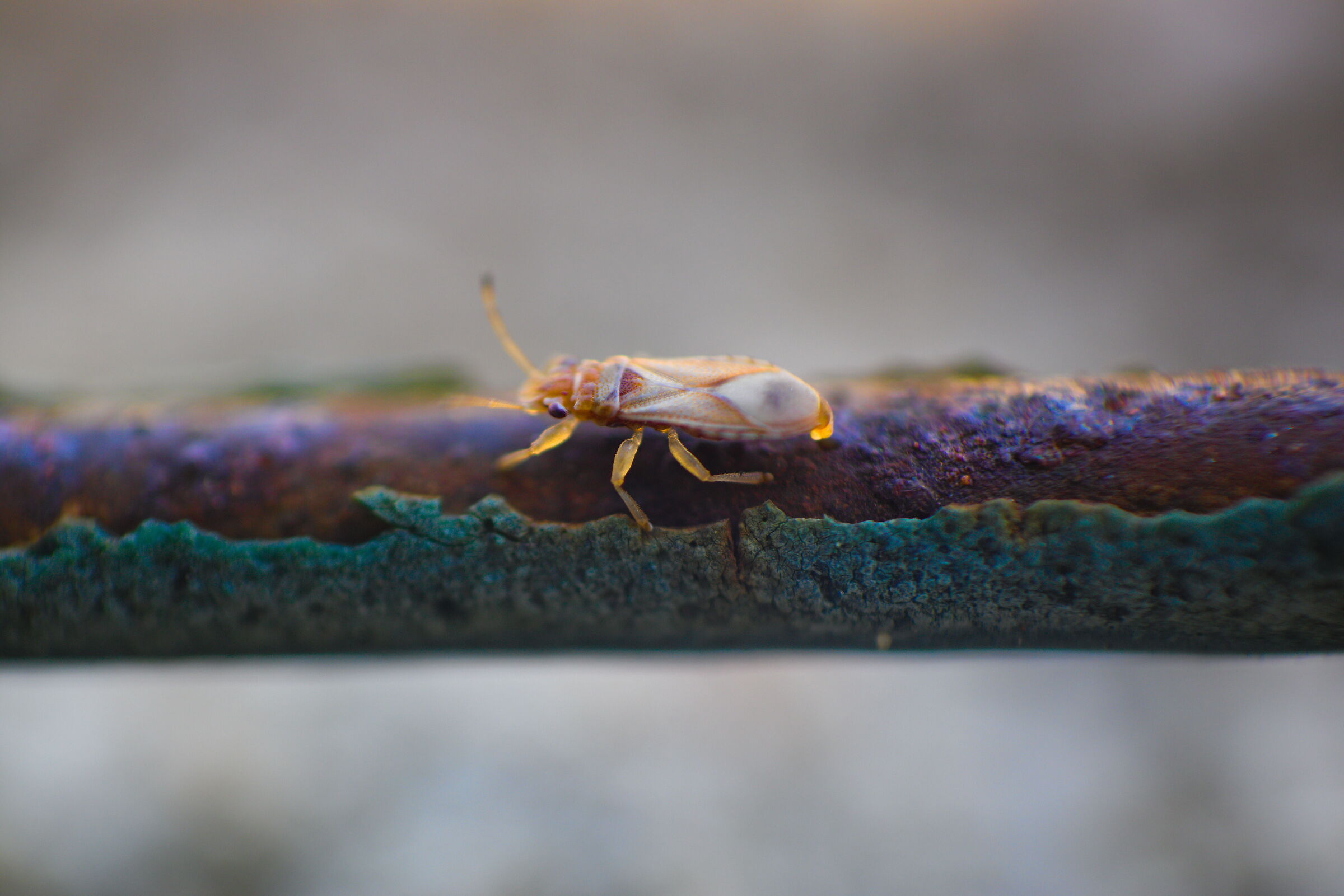 Cimicetta di bronzo (Thaumastocoris peregrinus)