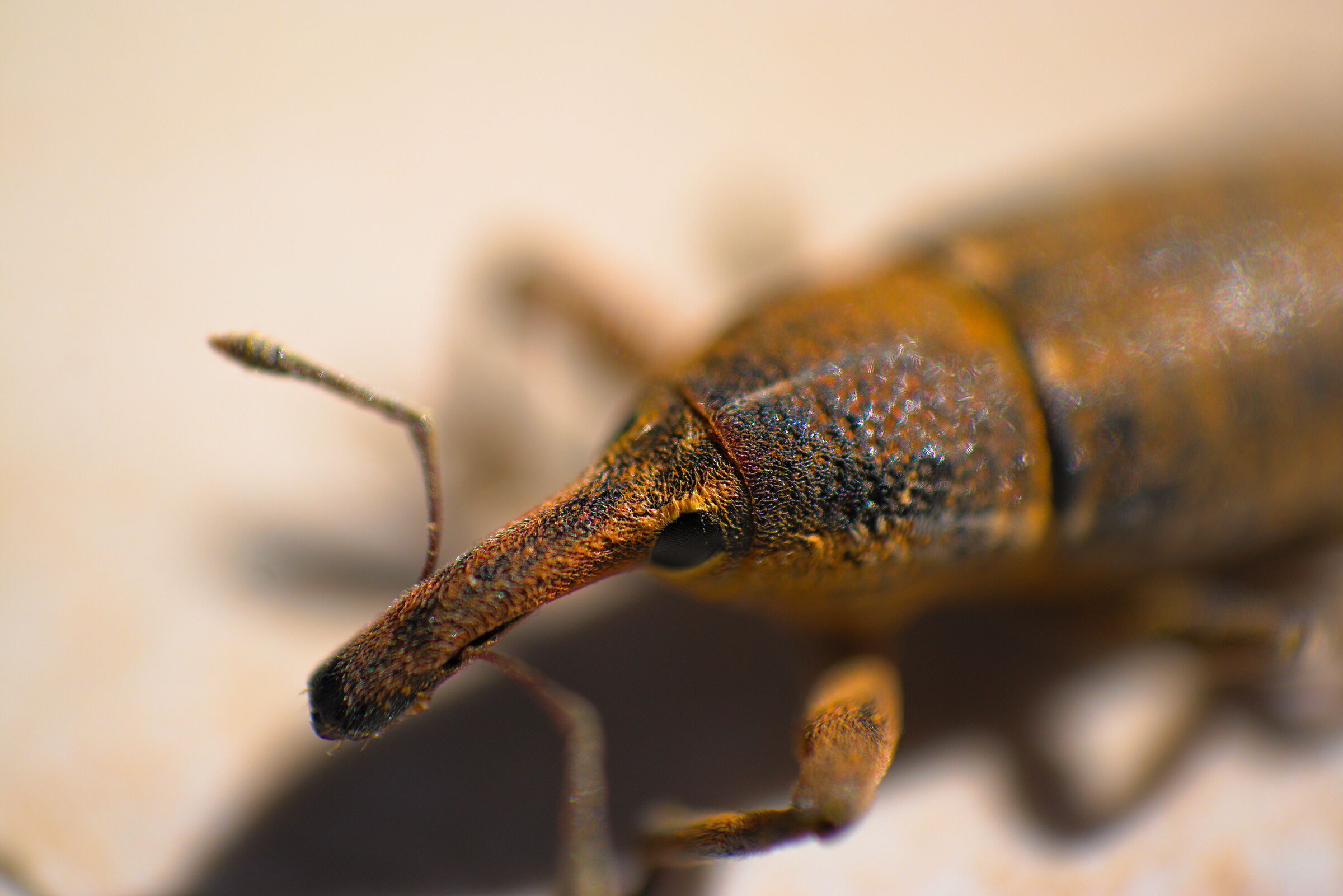 Punteruolo delle fave (Lixus algirus)