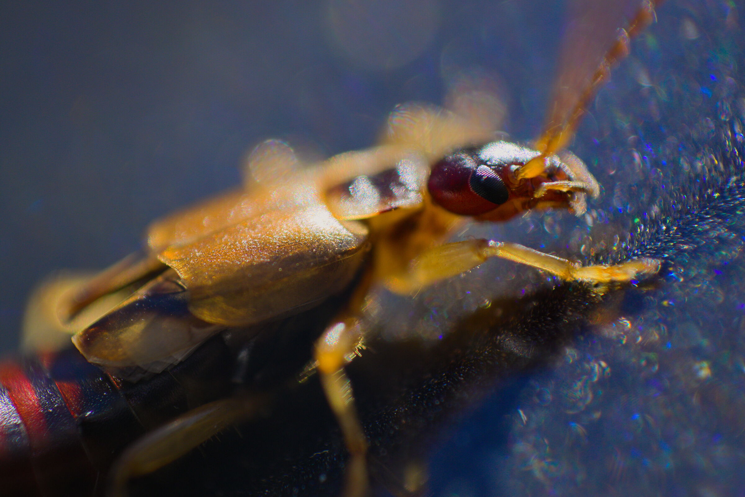 Forbicina comune 1 (Forficula auricolaria)
