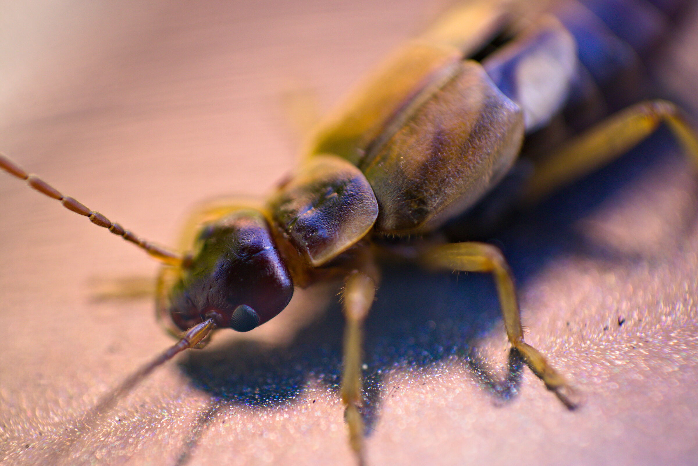 Forbicina comune 2 (Forficula auricolaria)