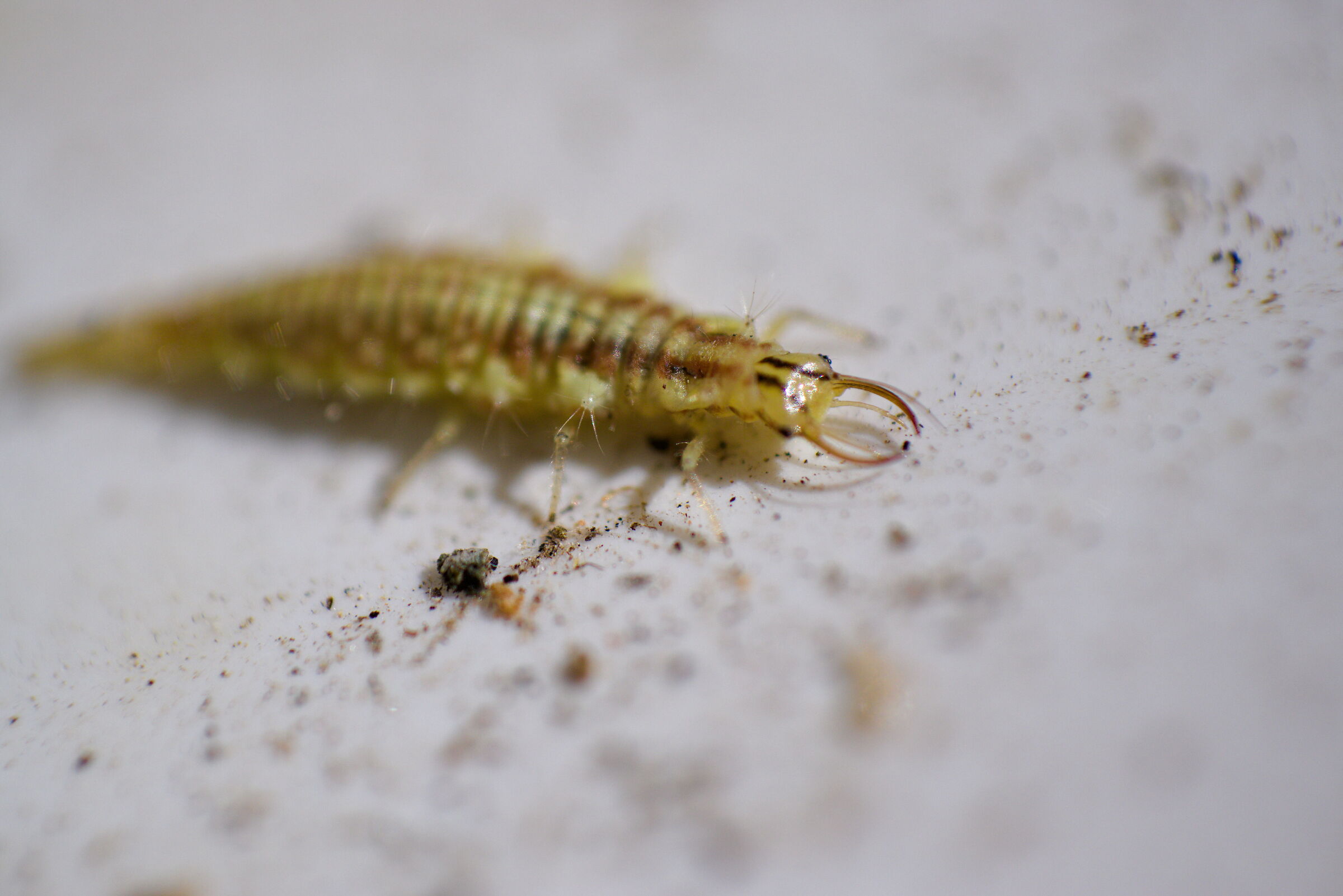Larva di Chrysoperla mediterranea