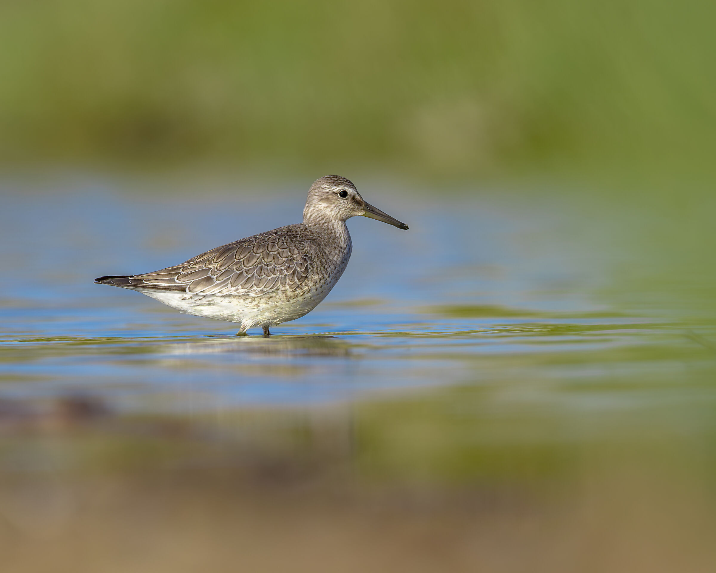 red knot