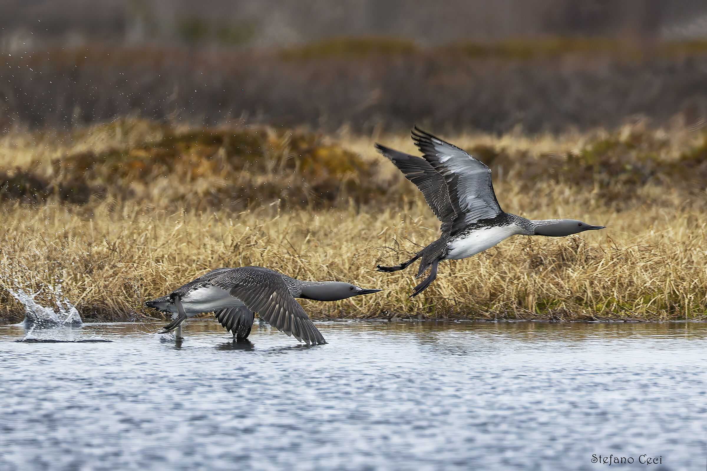 Red-throated diver