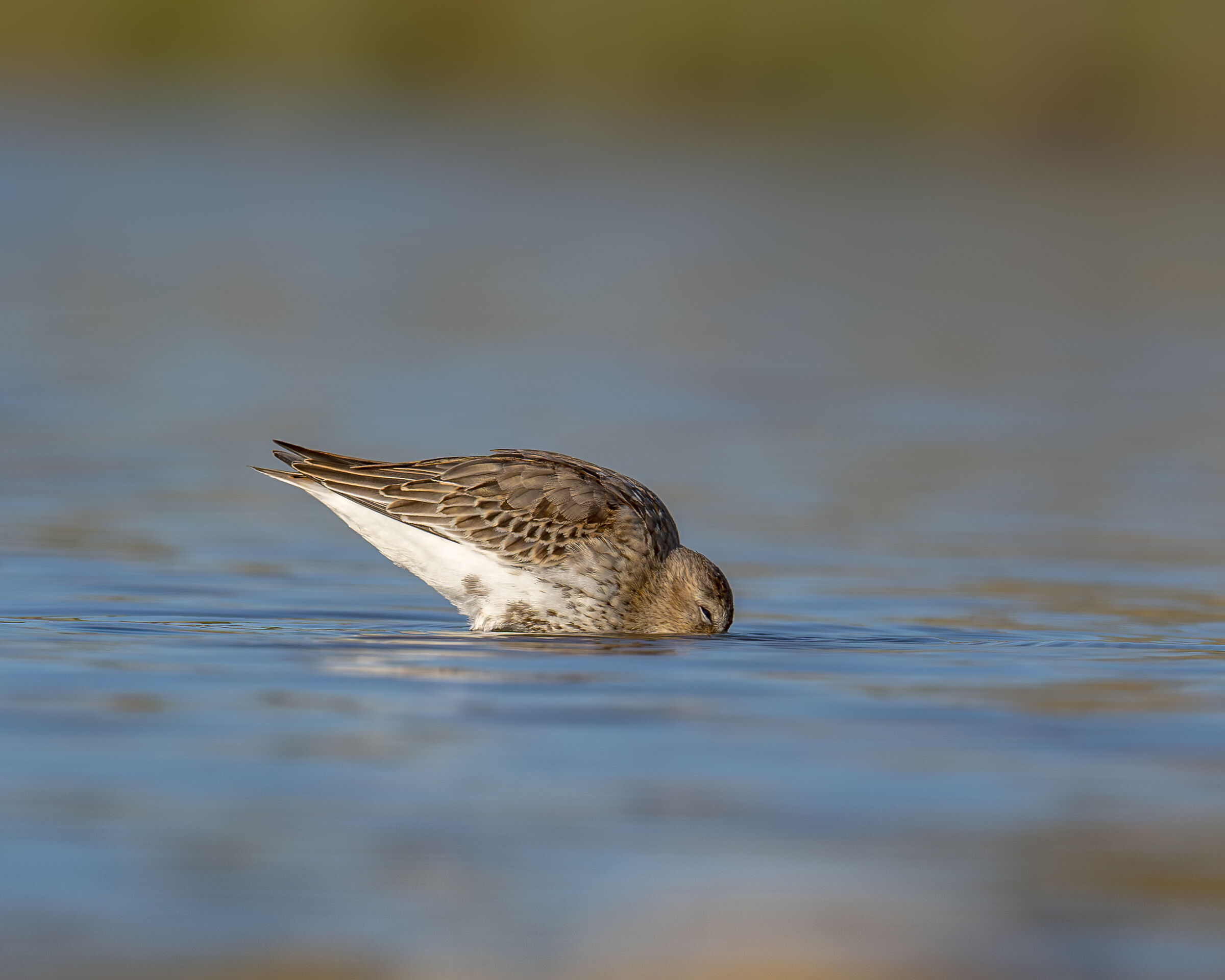 dunlin