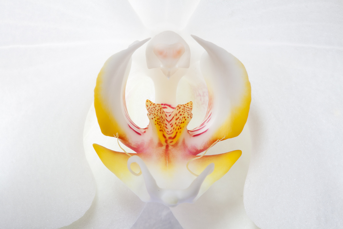 Orchid