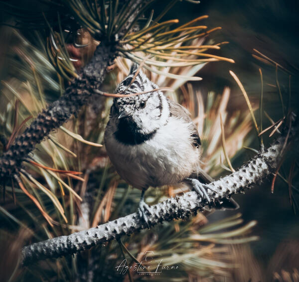 Foto