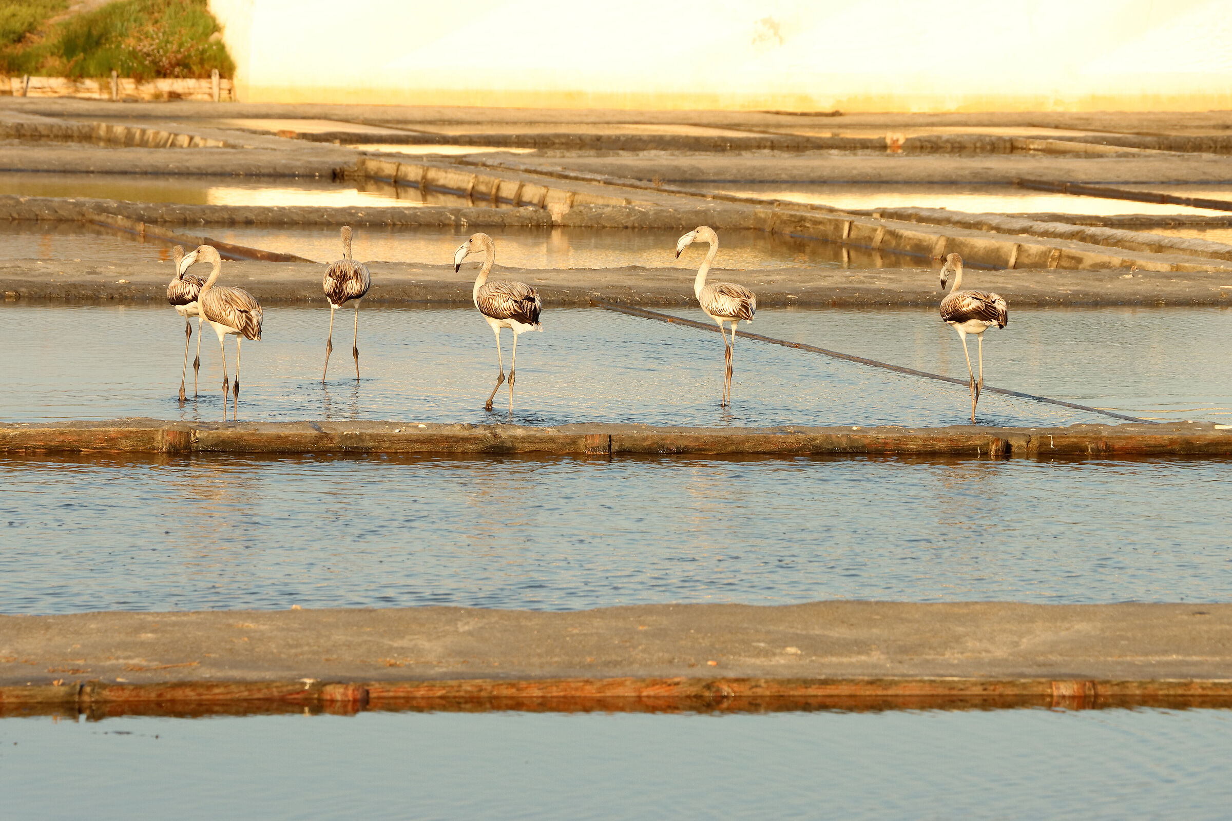 Salt Flats of Aveiro
