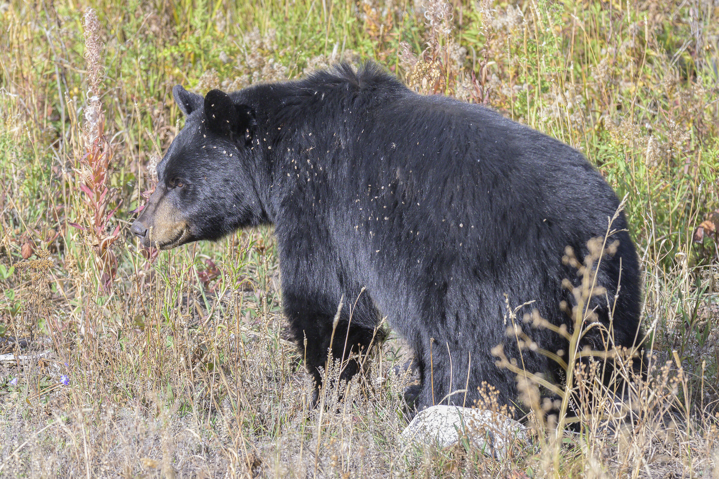 Orso nero