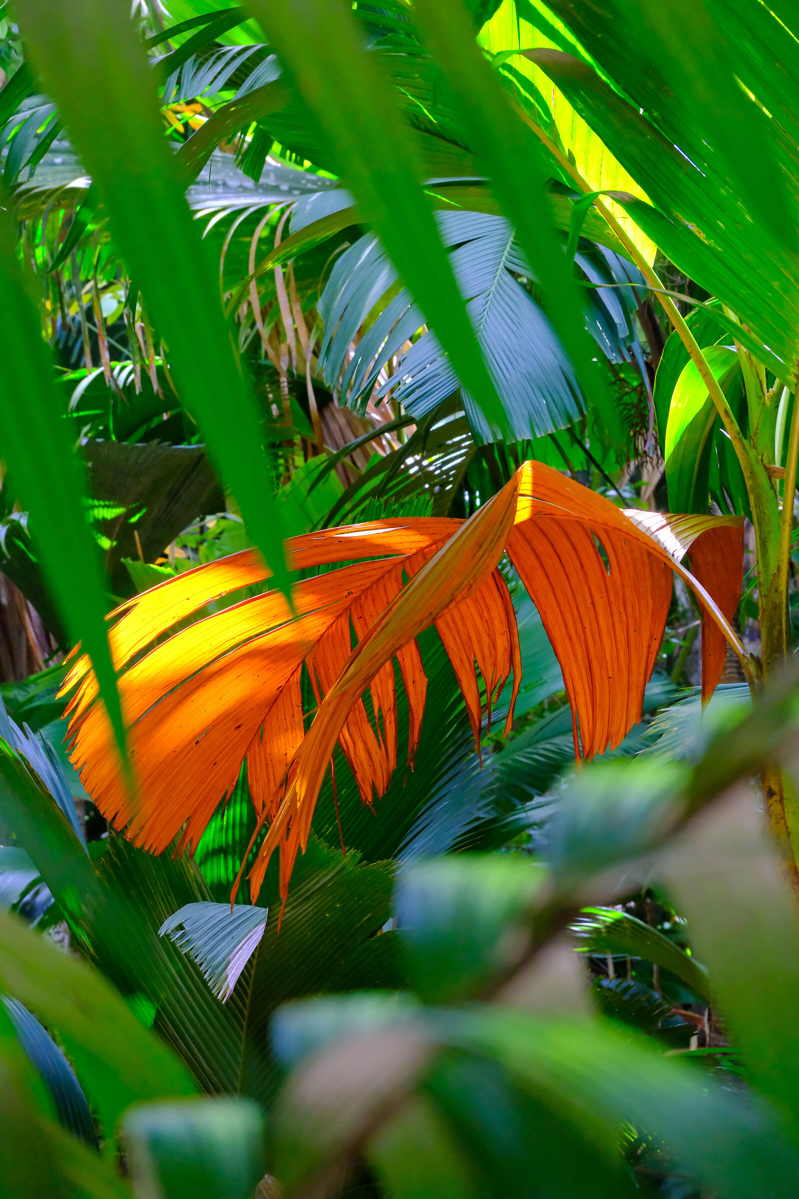 Colori della giungla