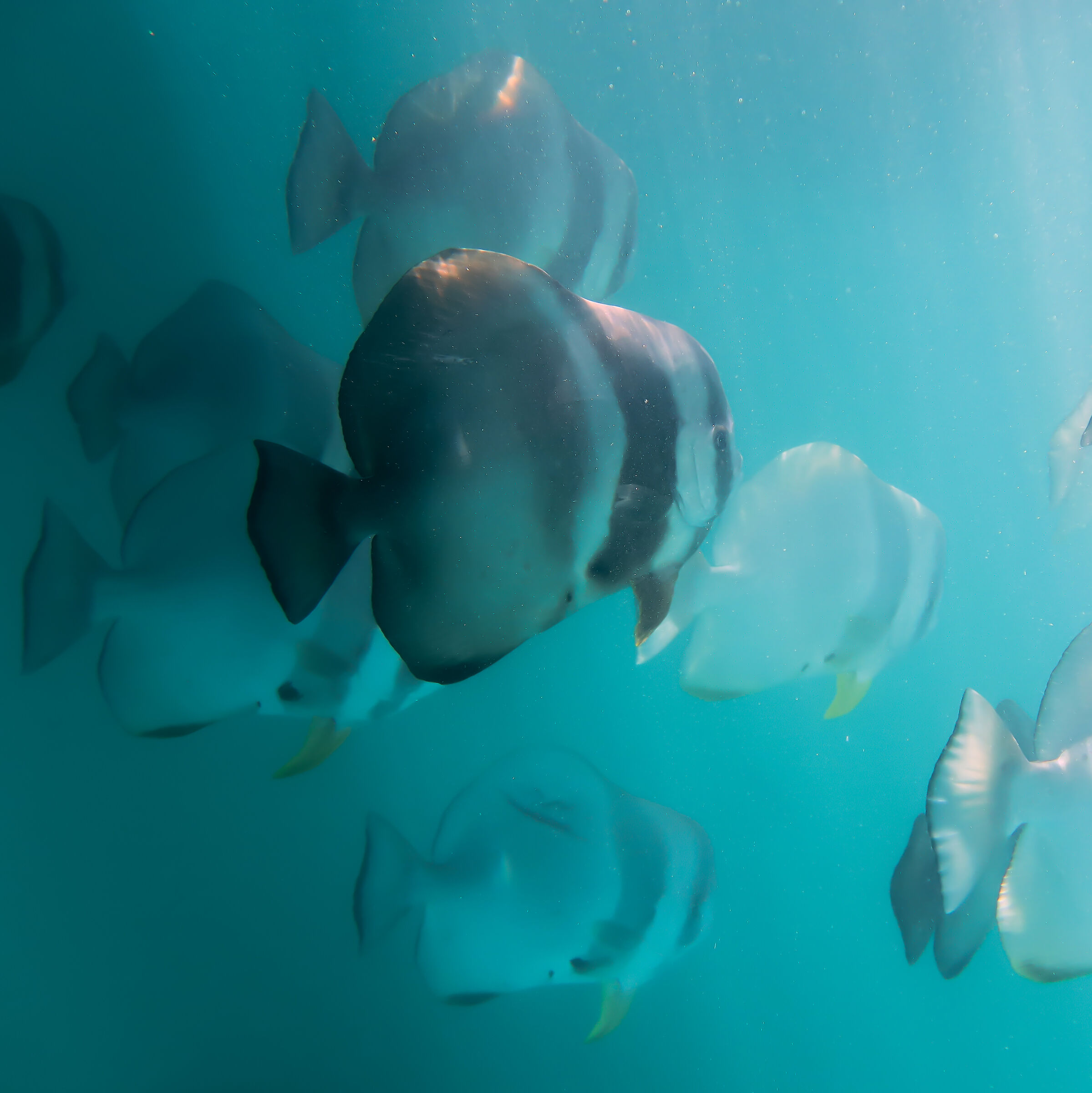 Pesce pipistrello