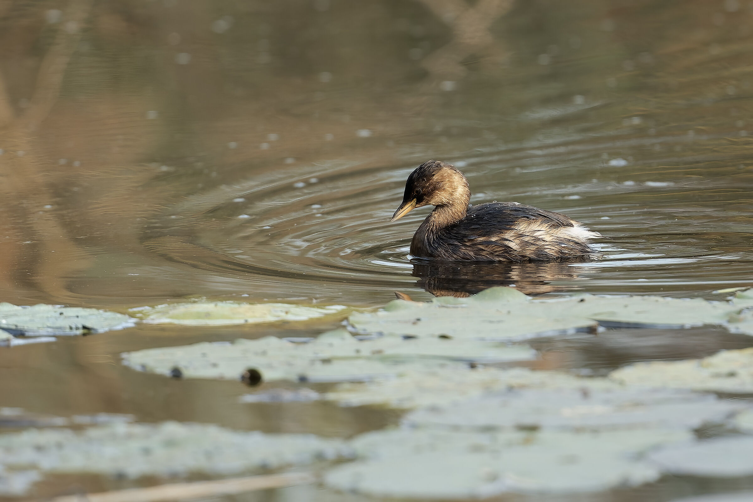 Little Grebe at the Brabbia Marsh (VA)