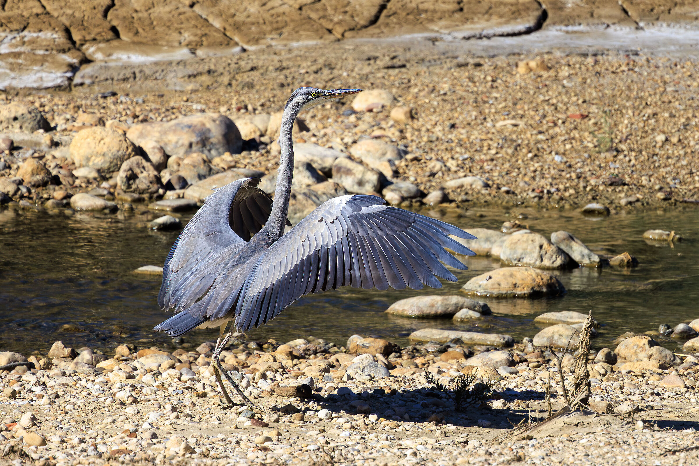 Grey heron