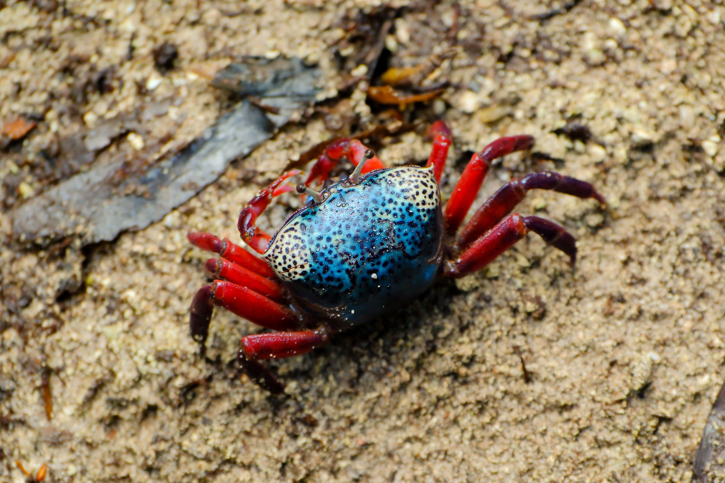 Mangrove crab