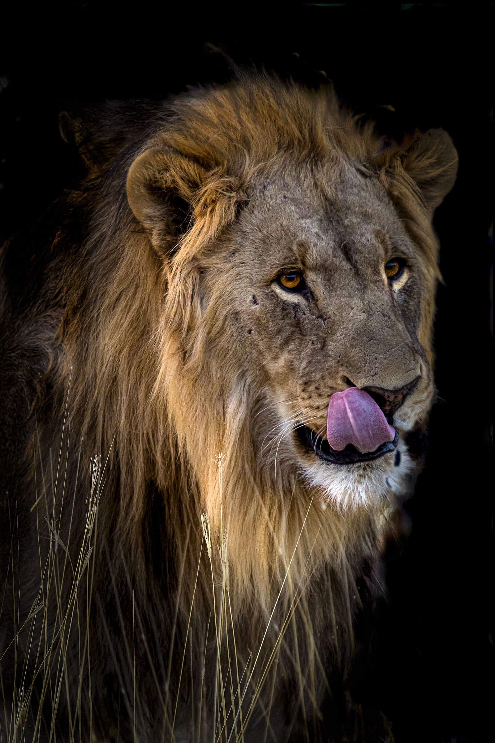 African lion