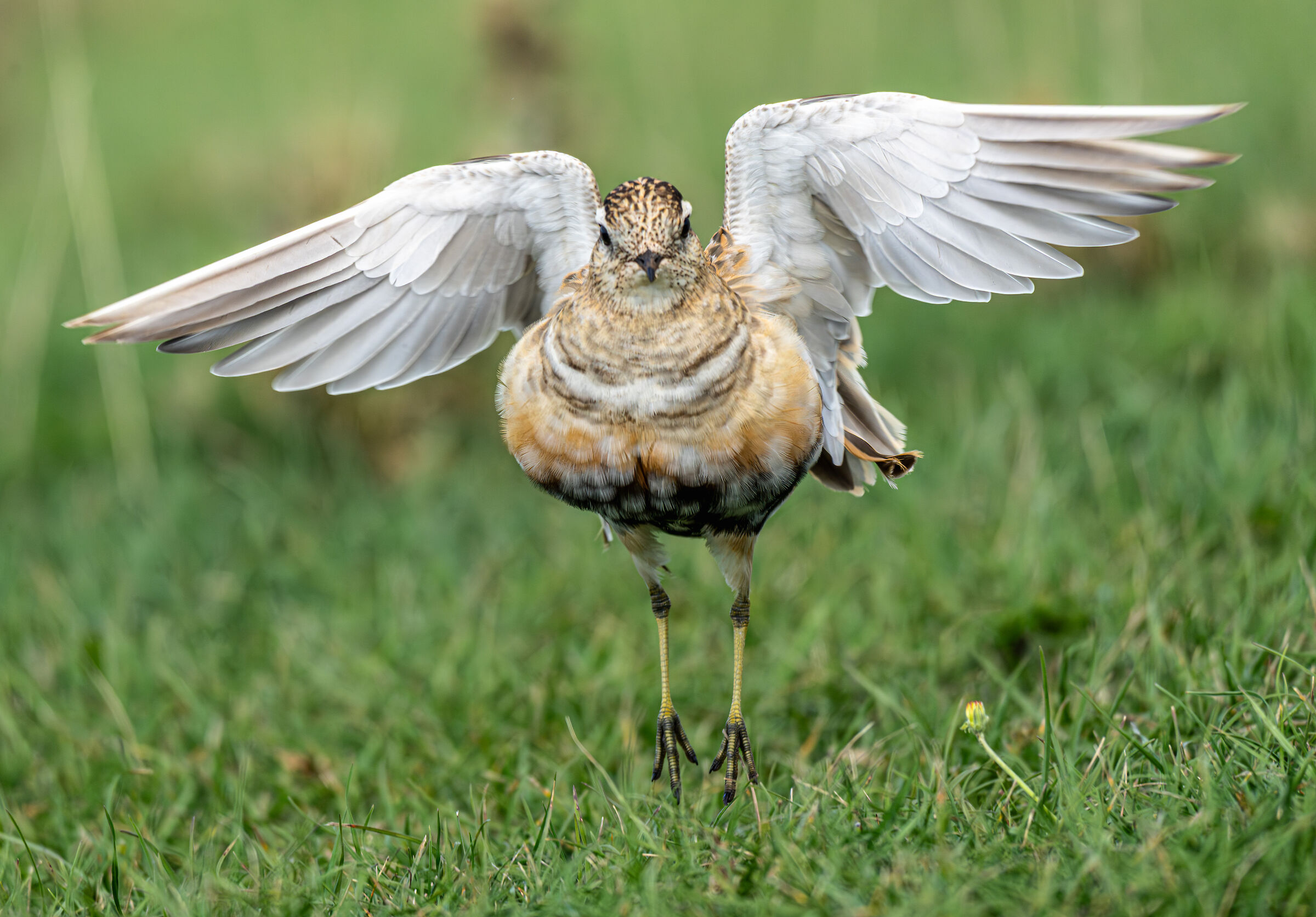 Charardrius morinellus