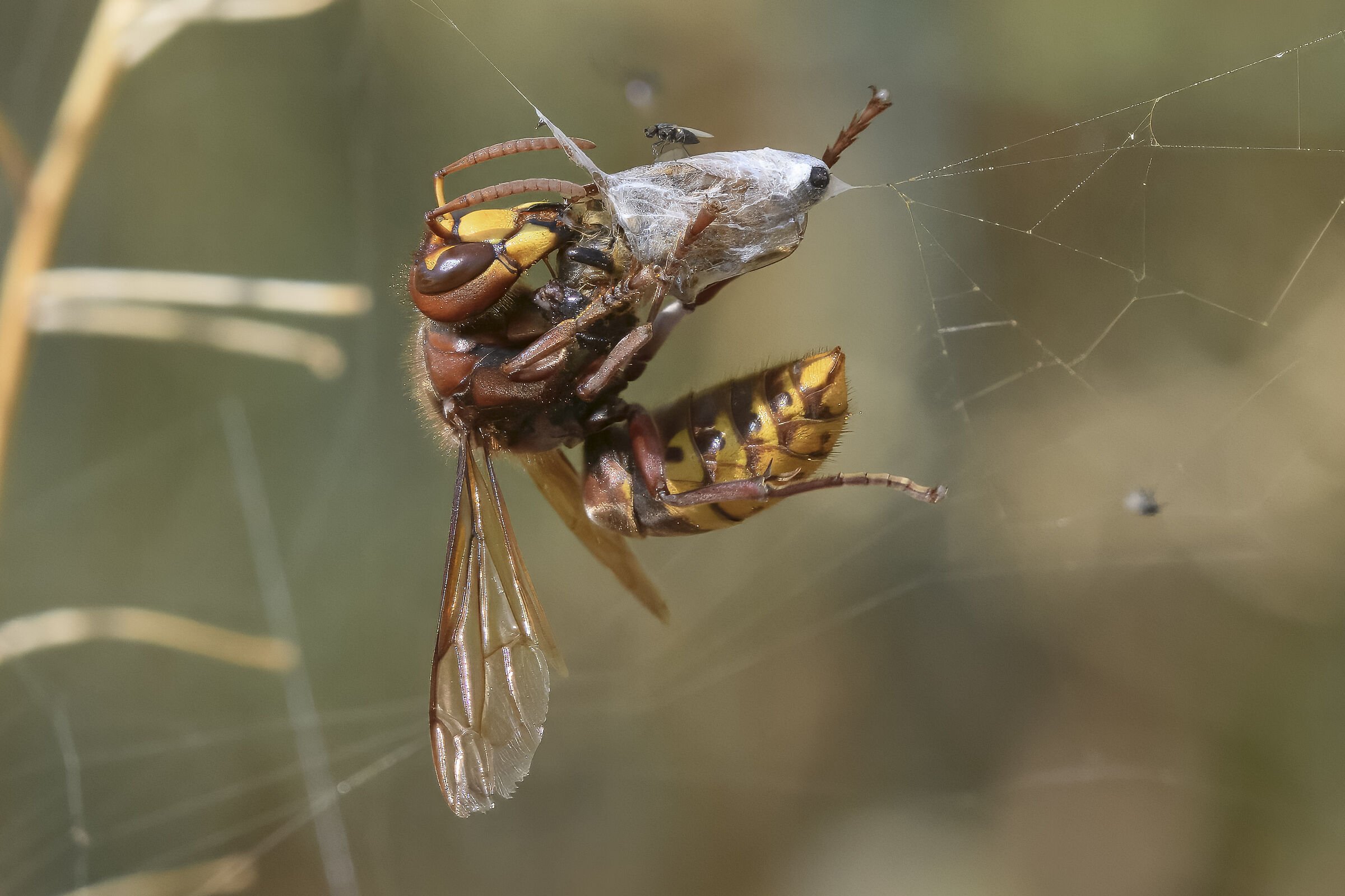 Vespa crabro