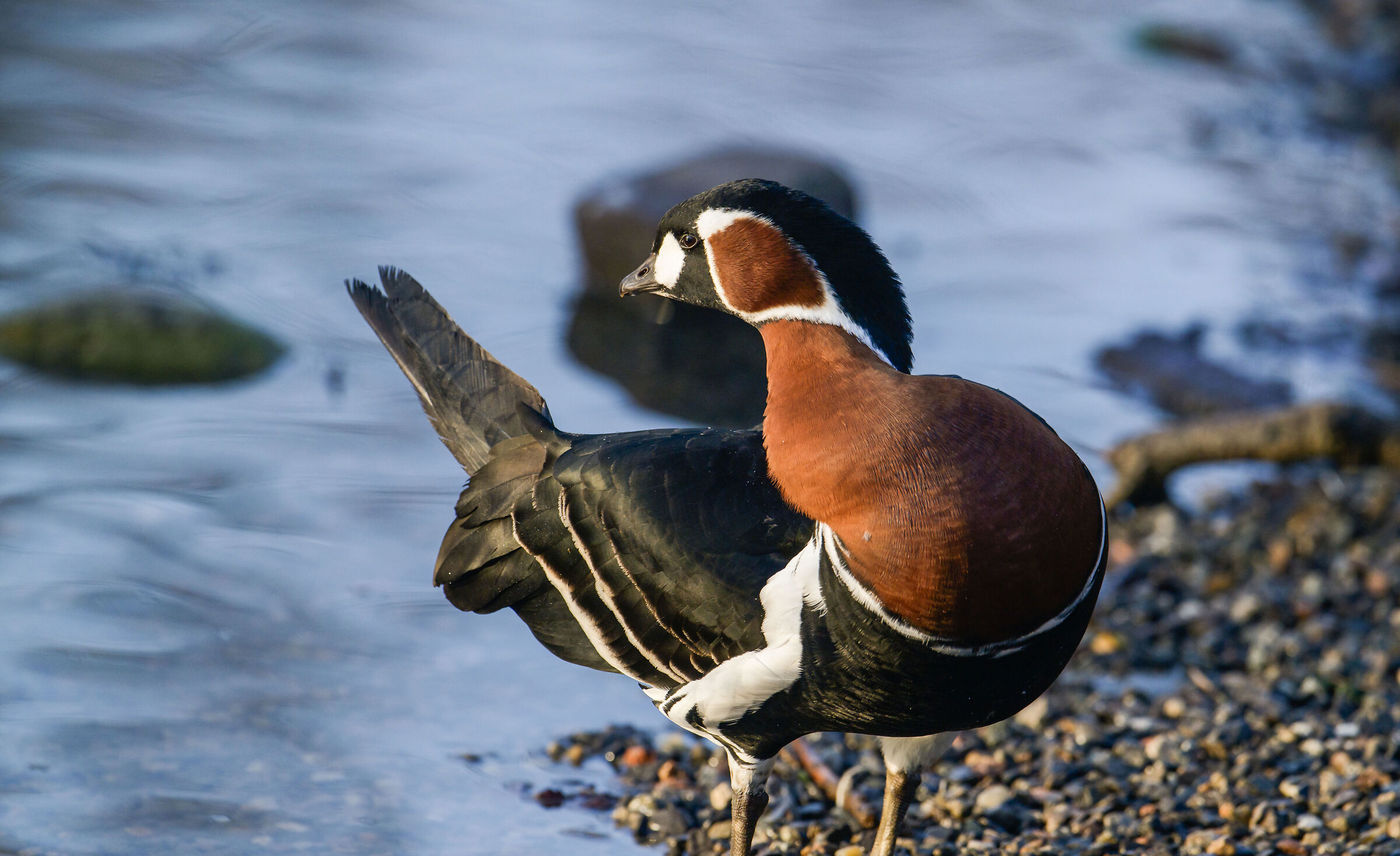 Red-necked goose
