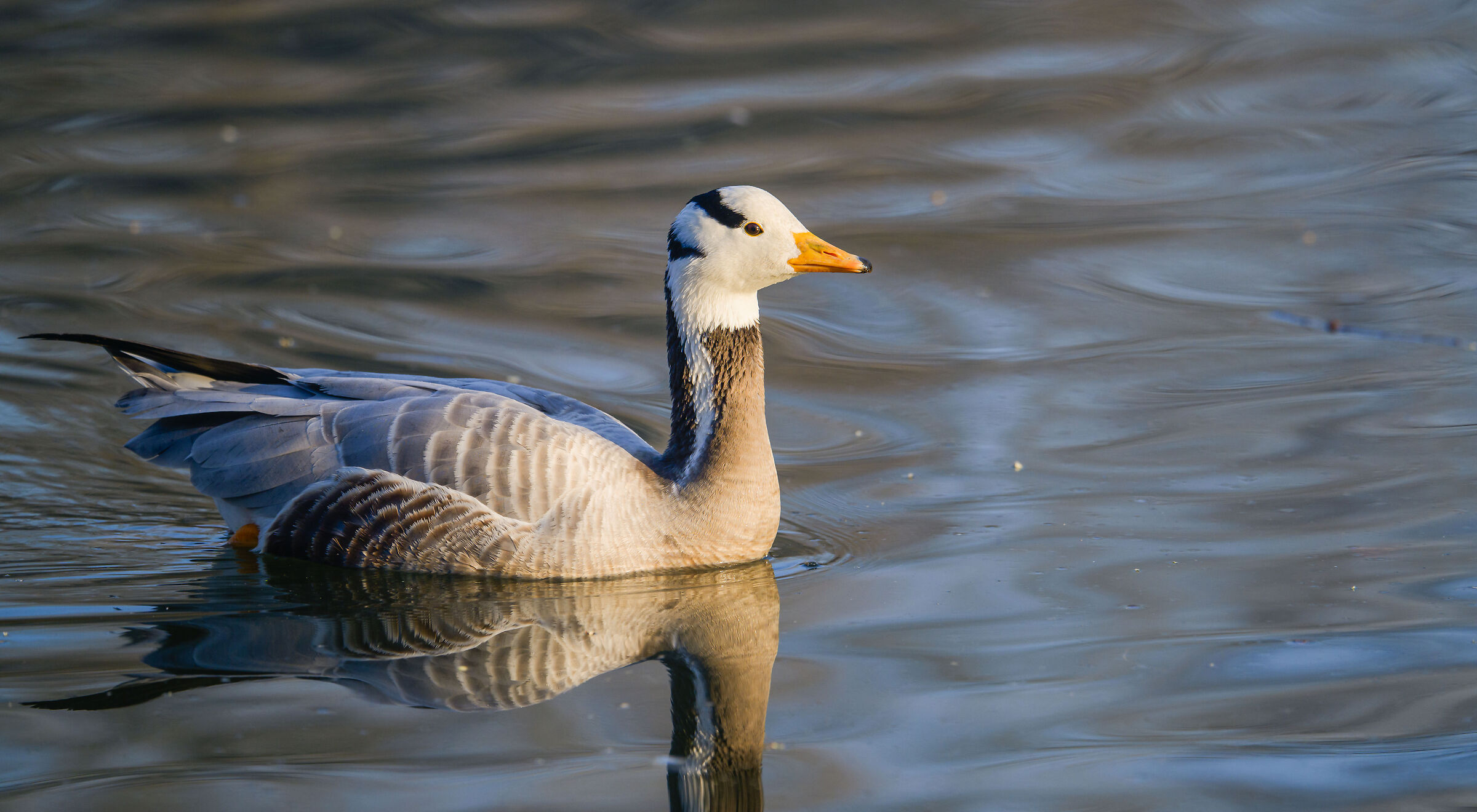 Indian goose