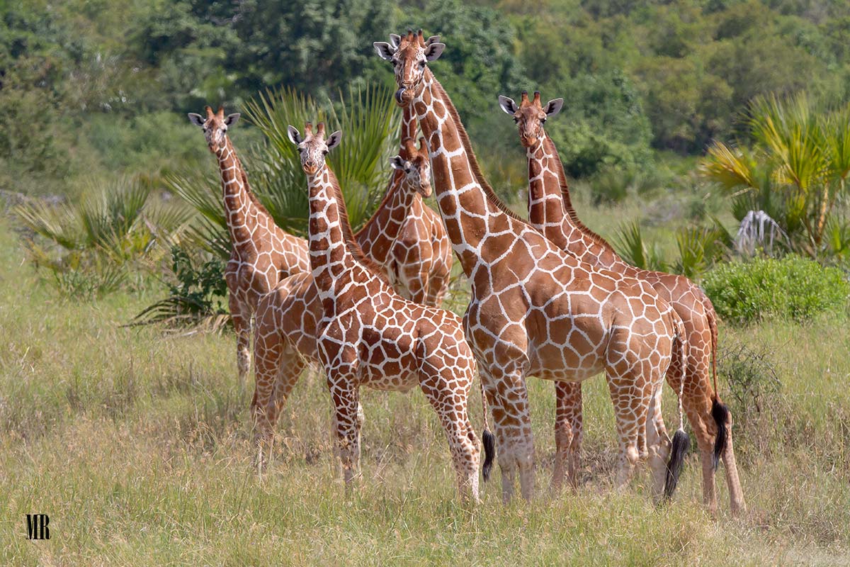Giraffe reticolate, la sottospecie del nord kenya