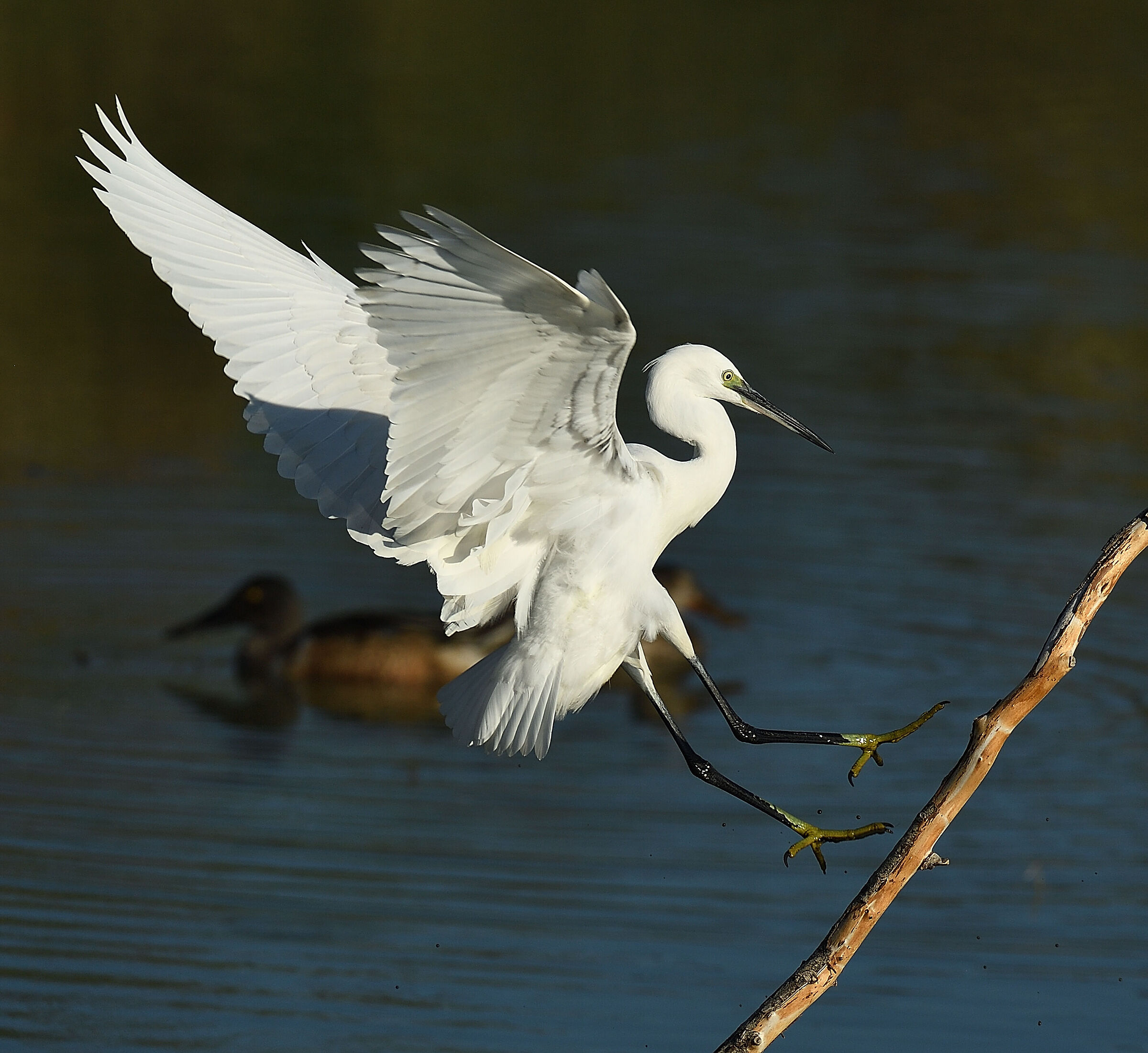Landing