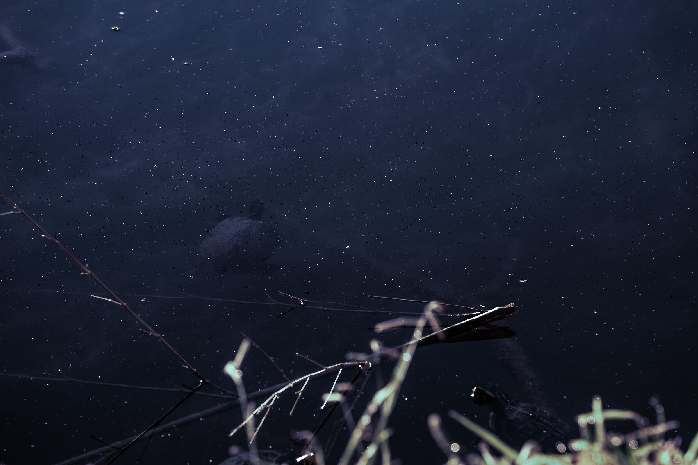 Starry Sky 2