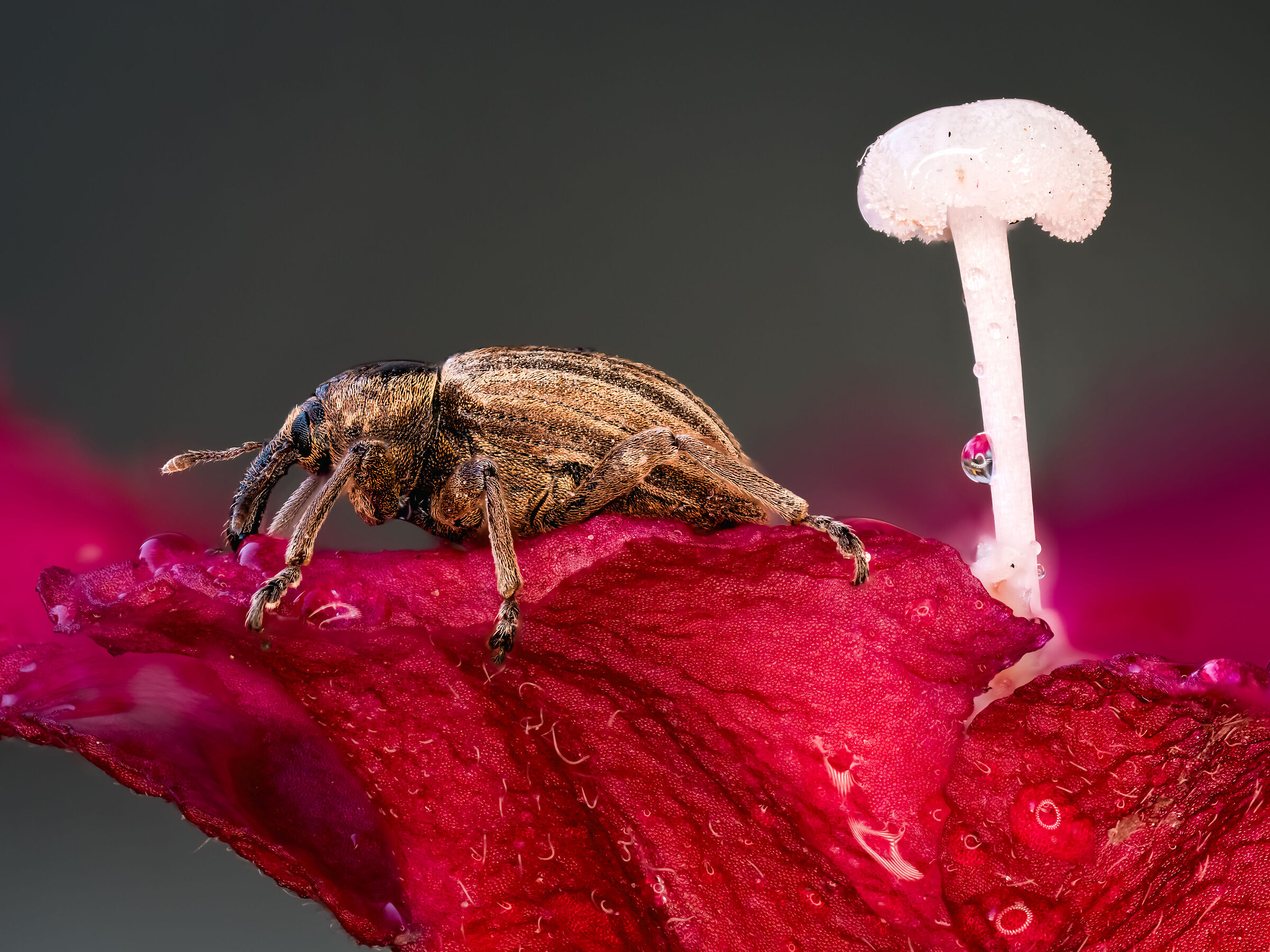 First interesting focus stacking