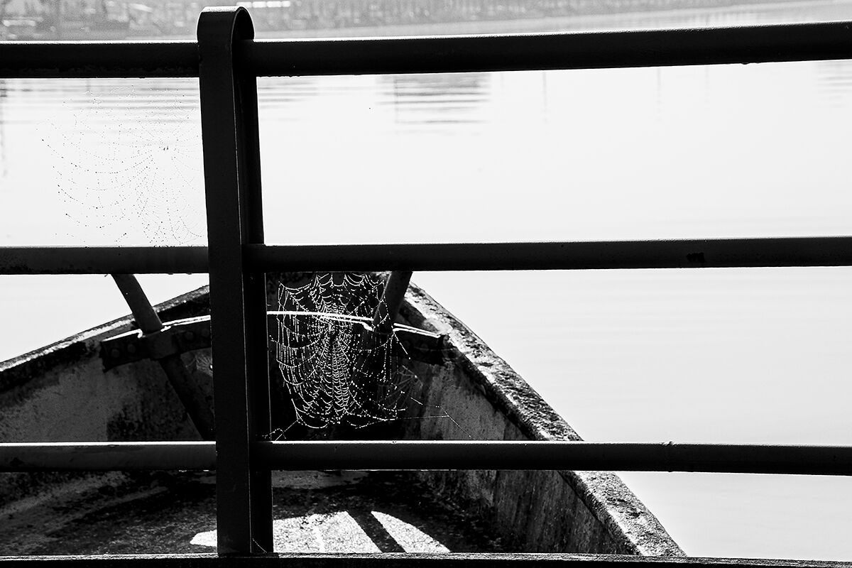 Web on the Delta