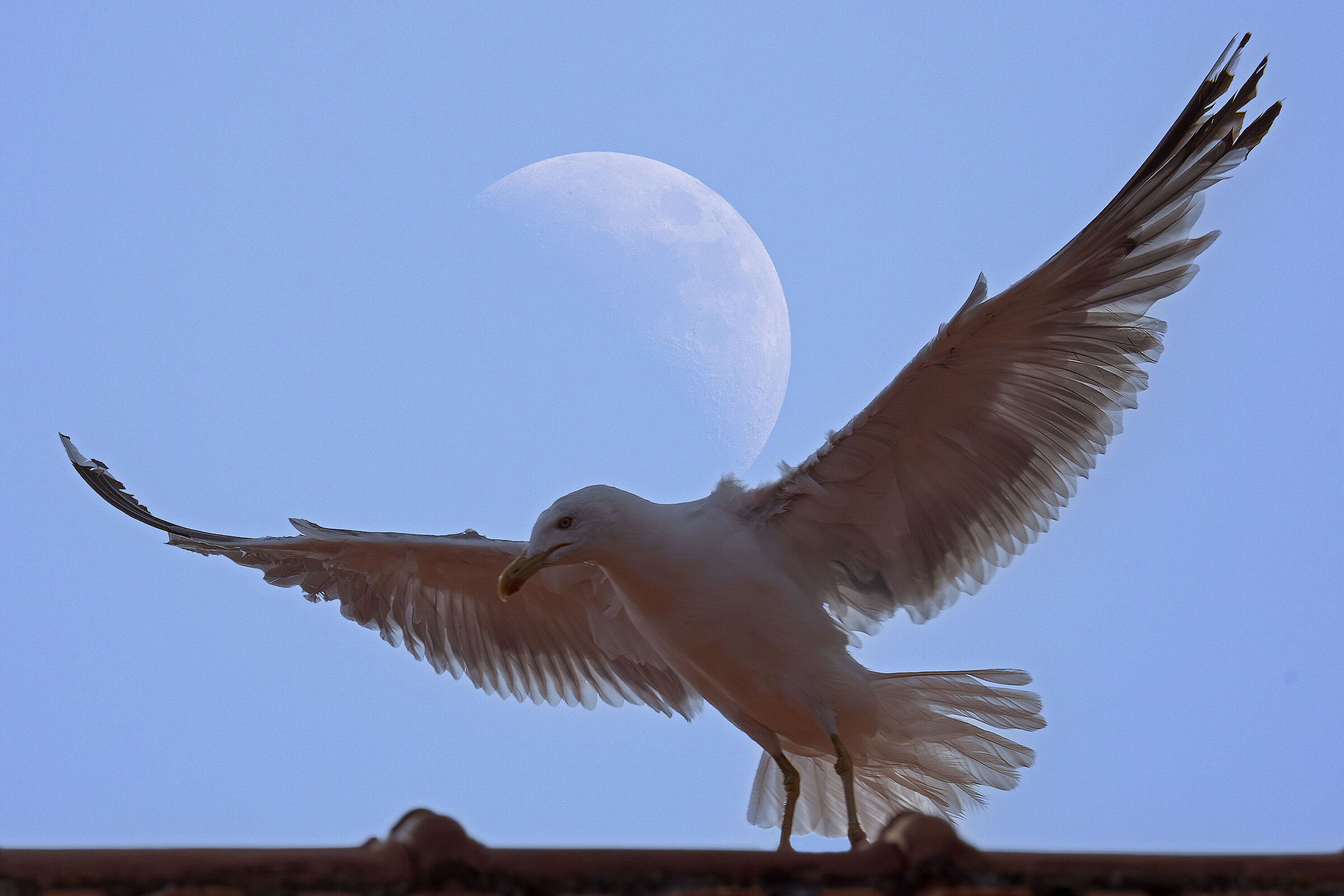 Una Domenica... Lunatica