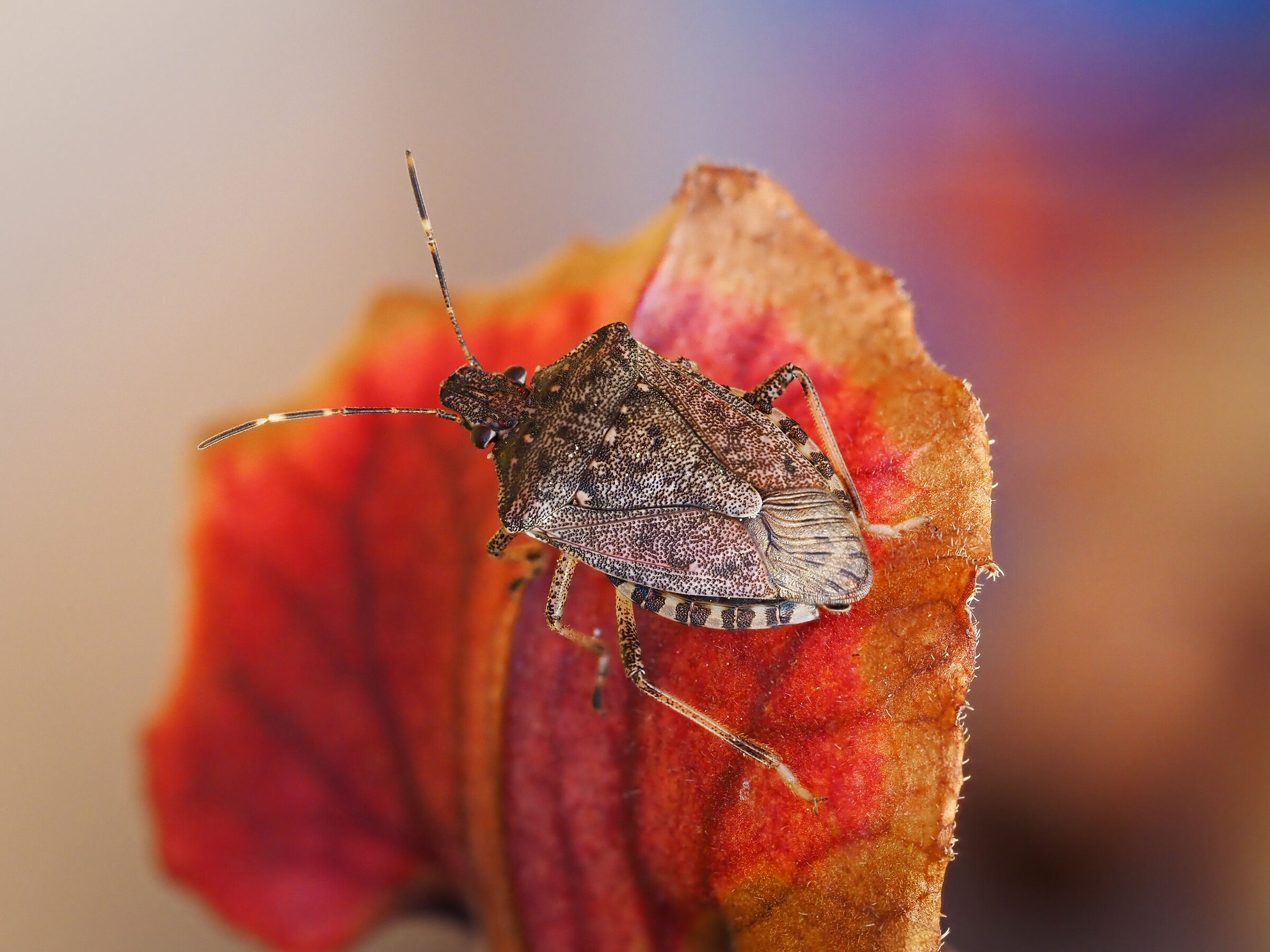 Asian stink bug