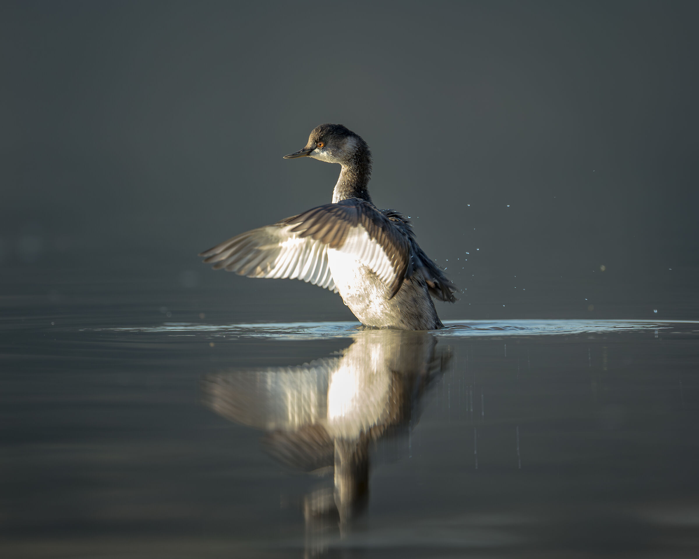 black-necked grebe