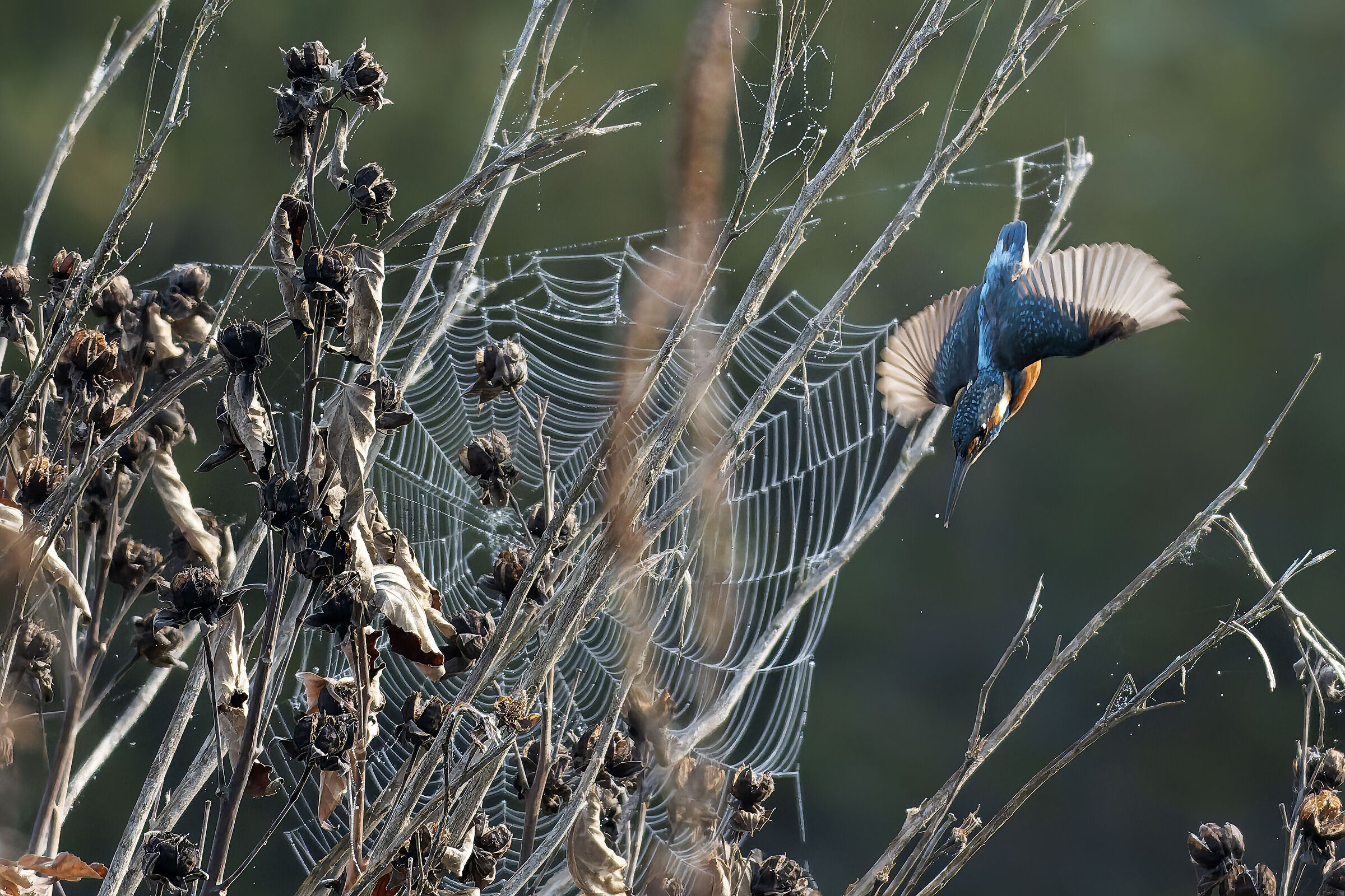 The Kingfisher and the spider's web