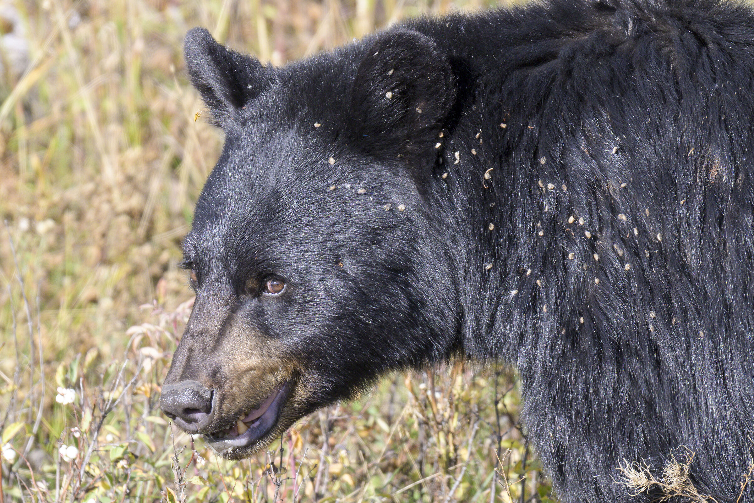 Orso nero (ritratto)