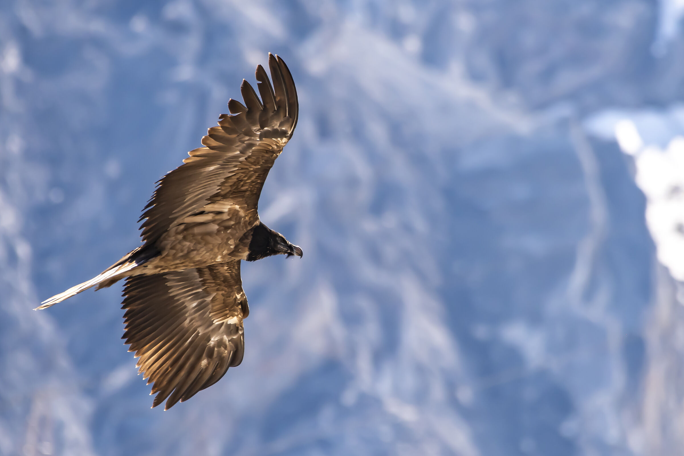 Gipeto giovane