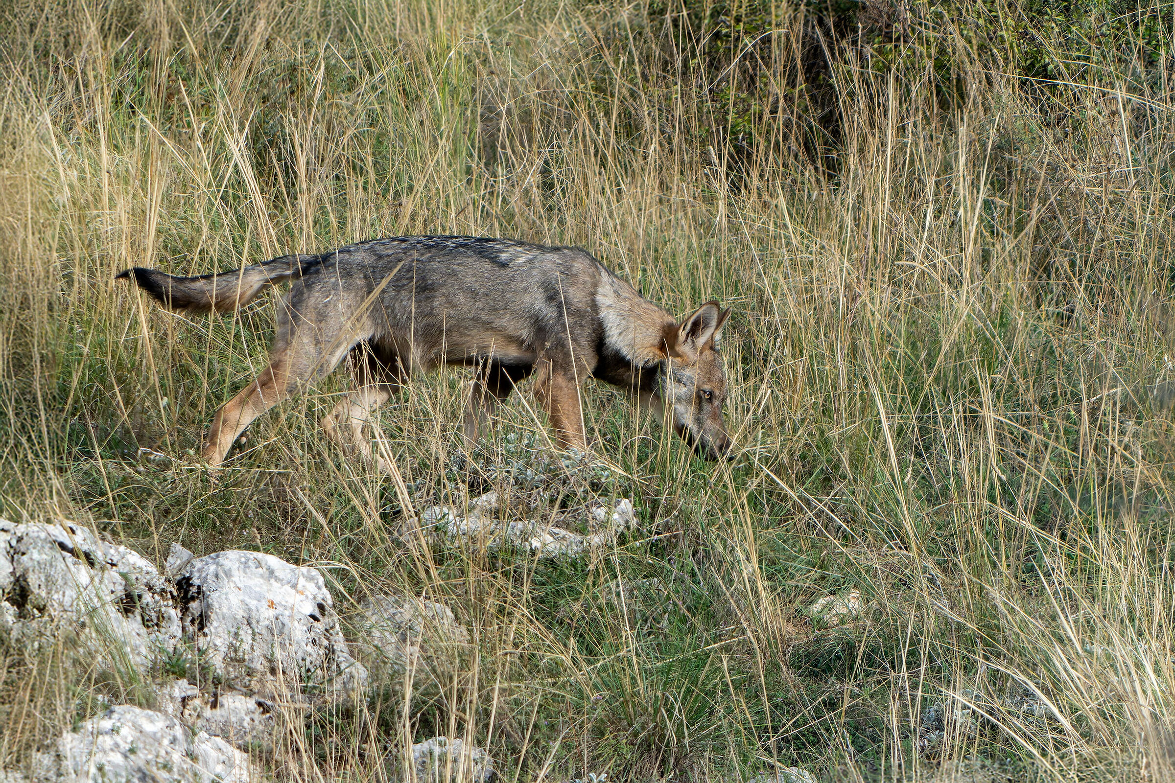 Apennine wolf