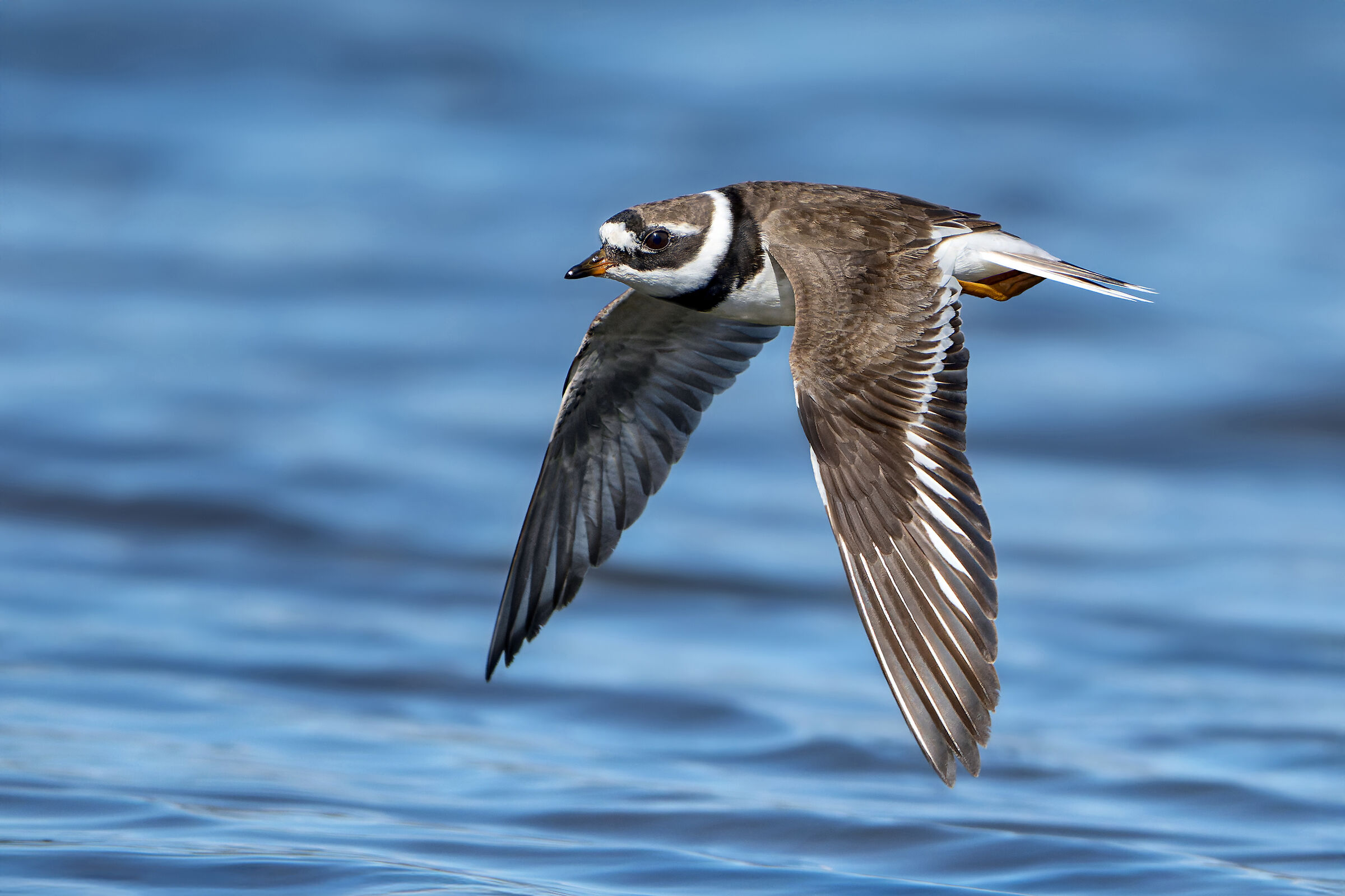 Il volo del Corriere grosso