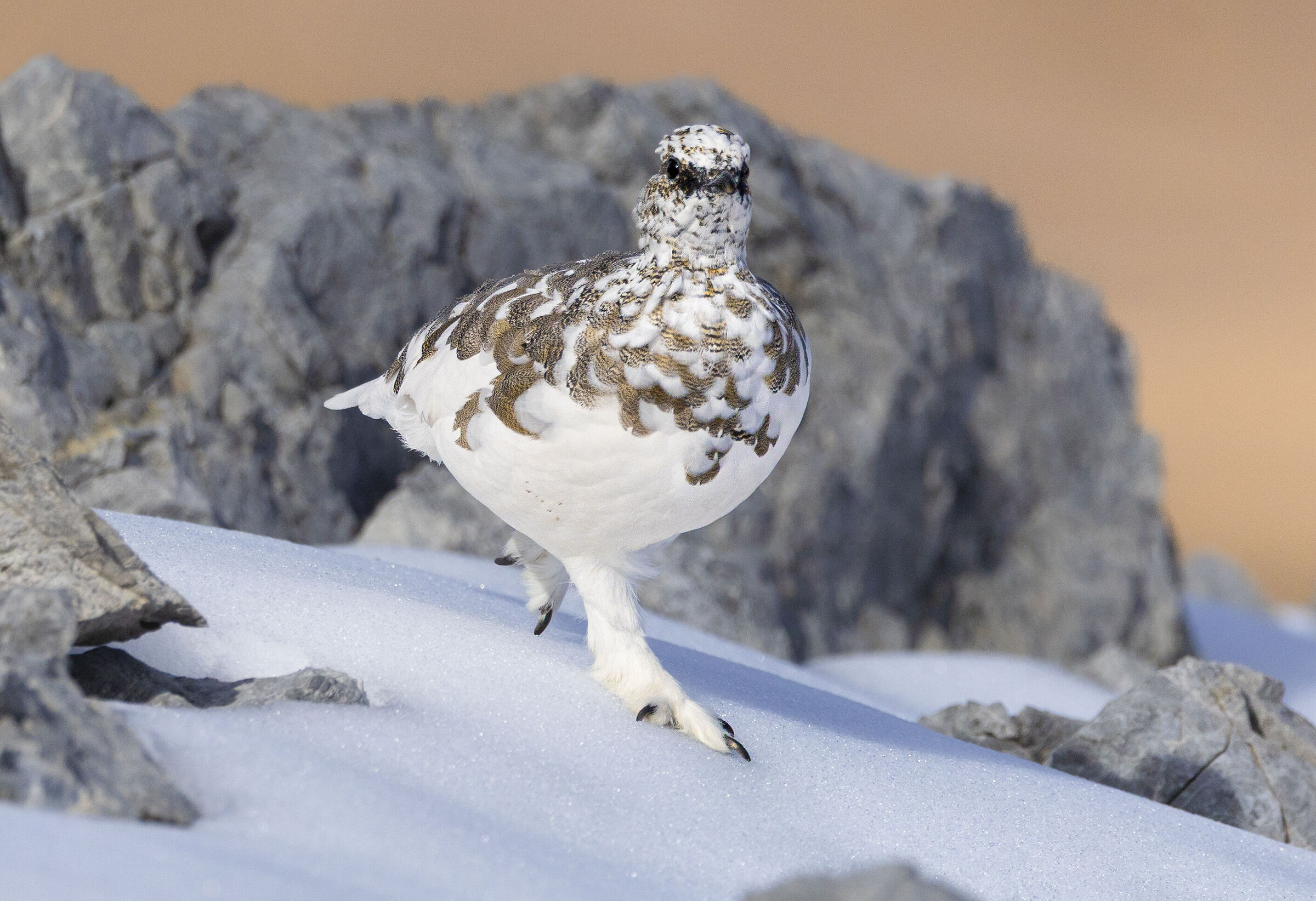 at a little trot, ptarmigan, October 2025