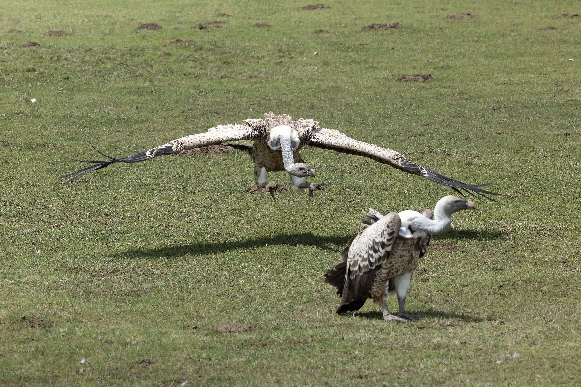 Sto arrivando anch'io