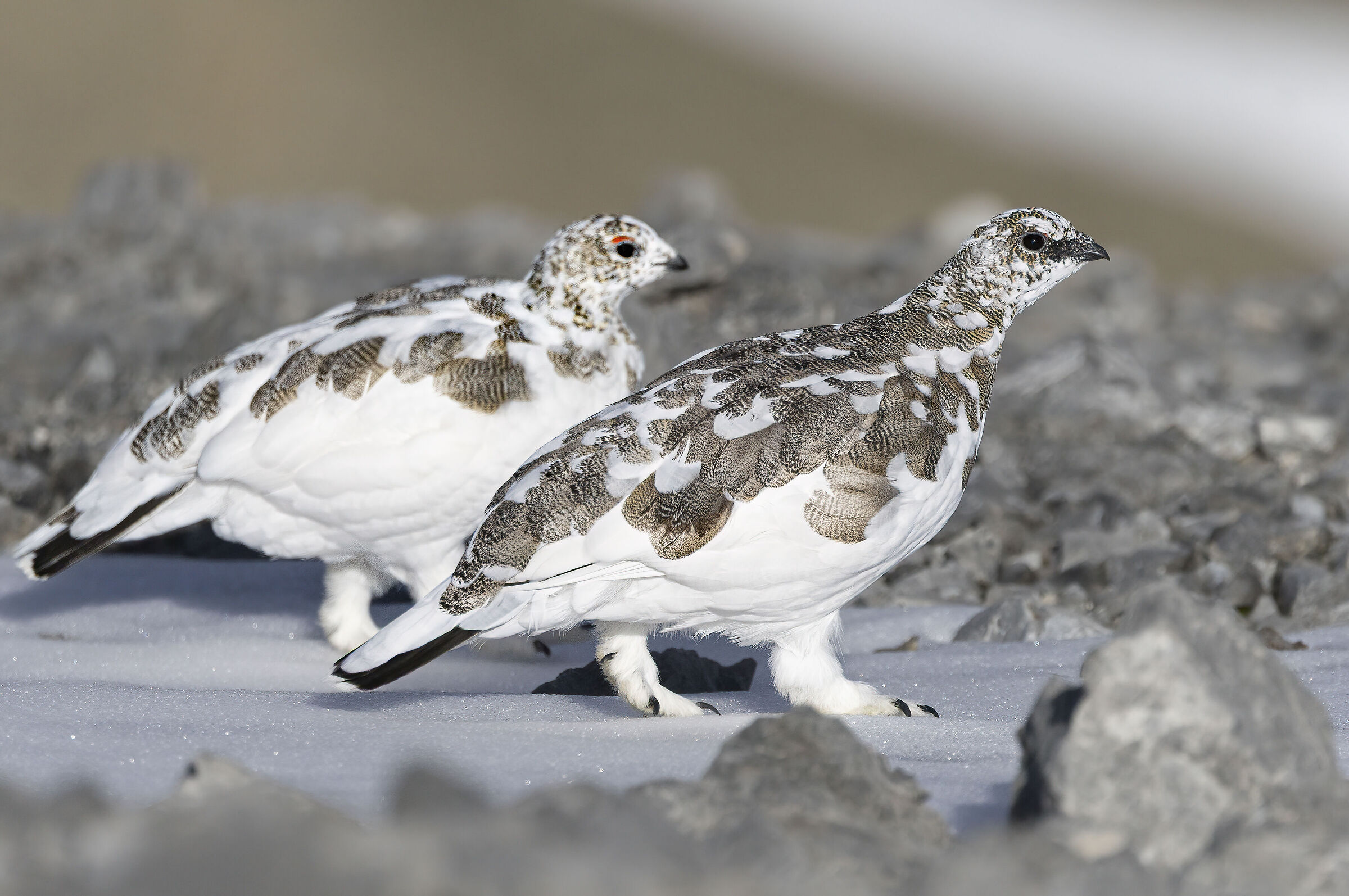 pair of ptarmigans, October 2025