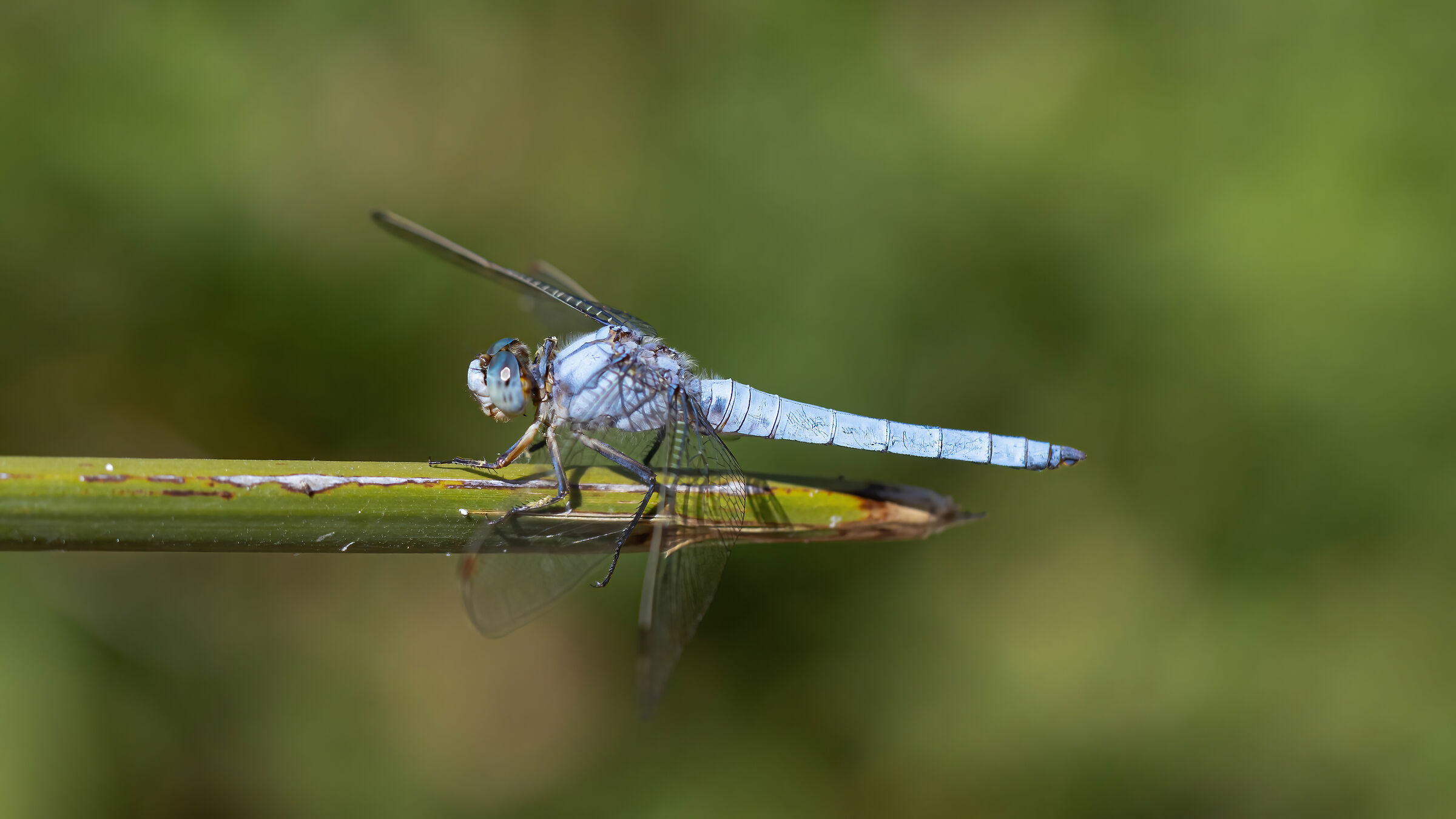 From the world of dragonflies