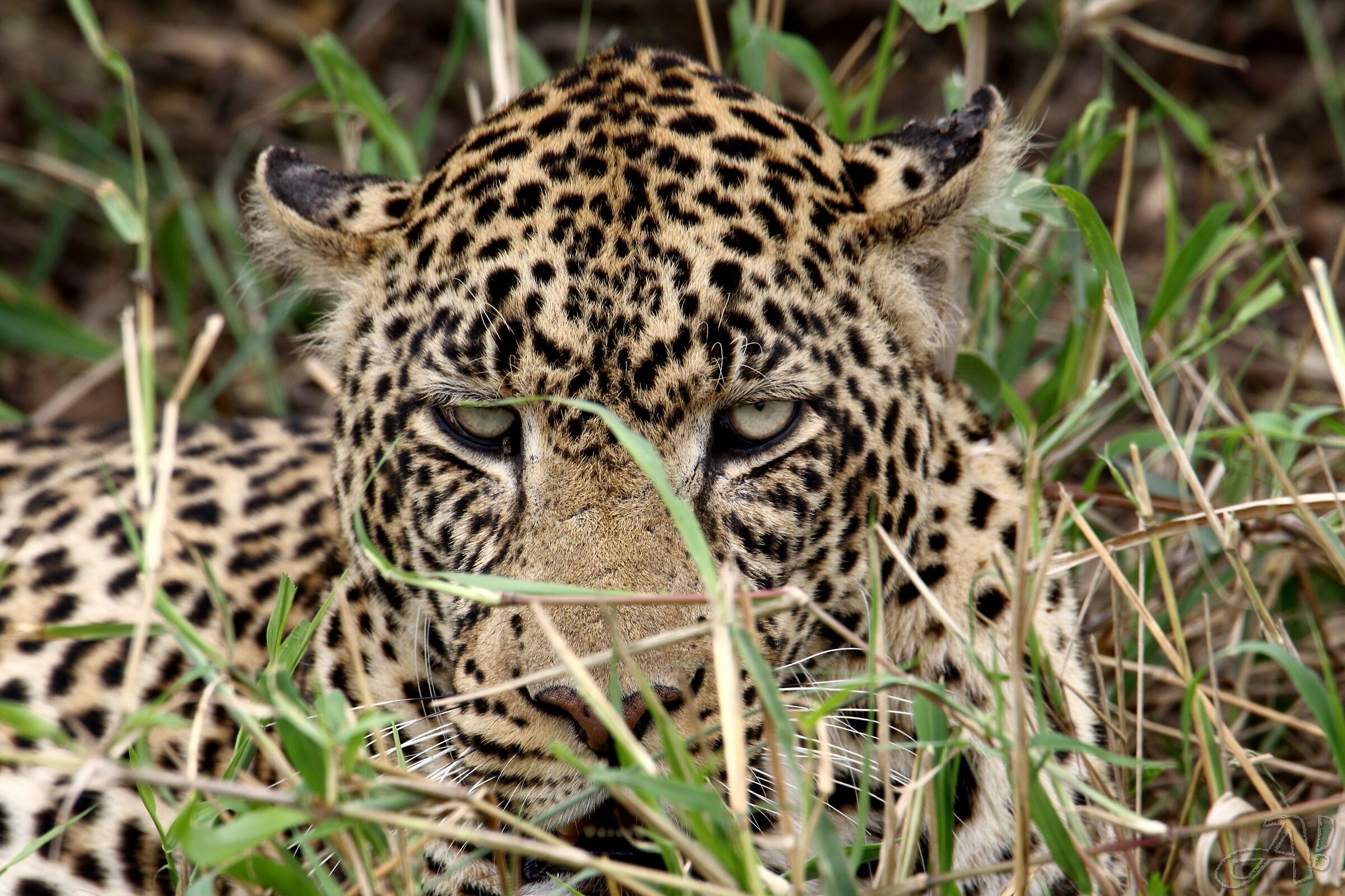 Eyes