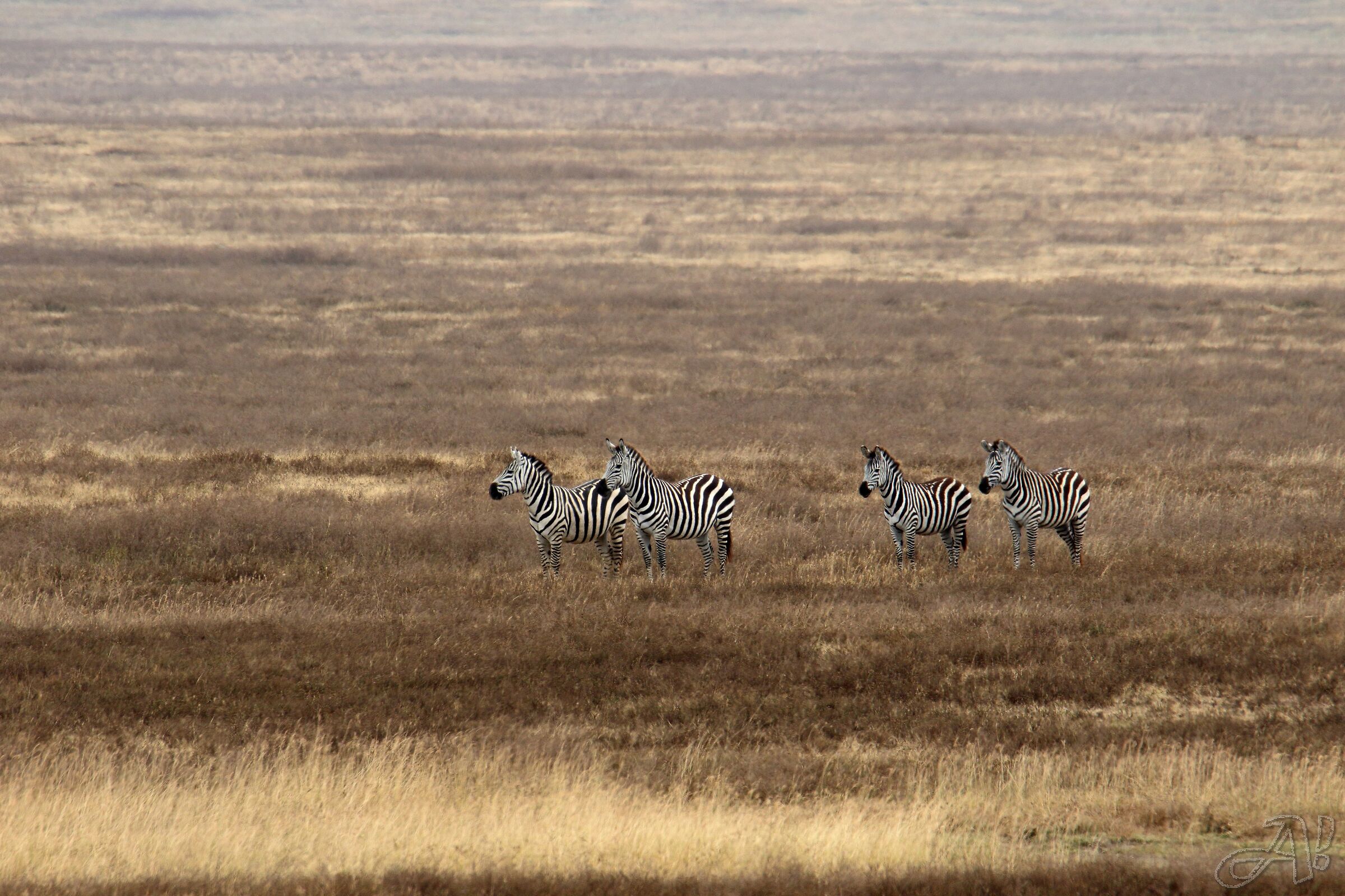 Zebras