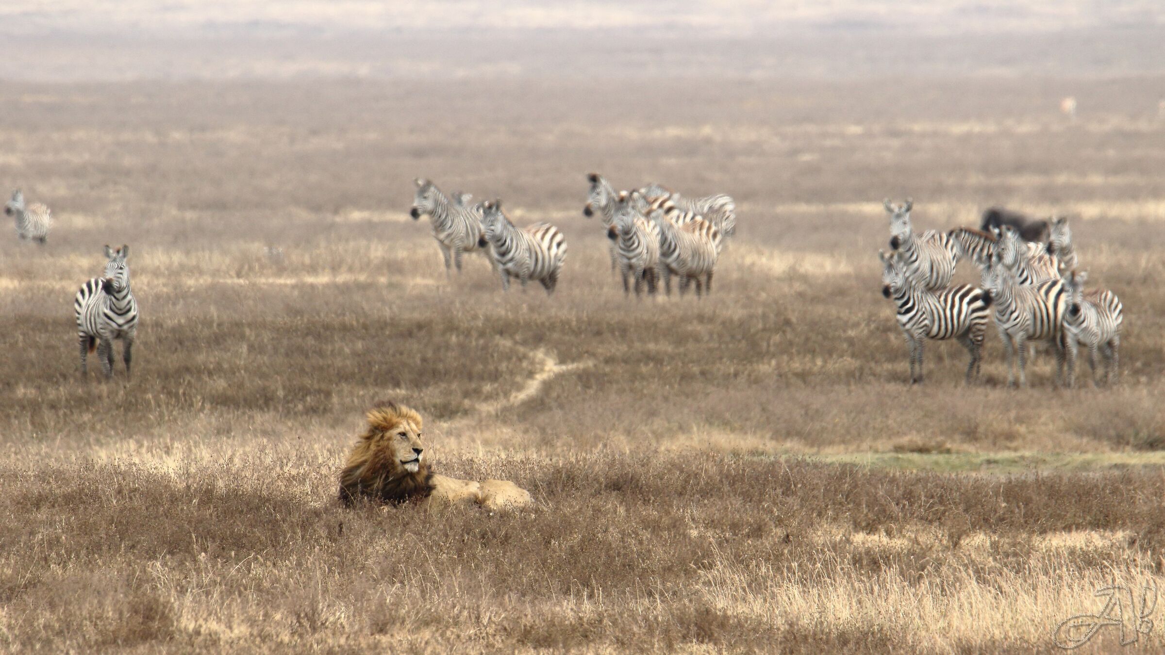 Lion
