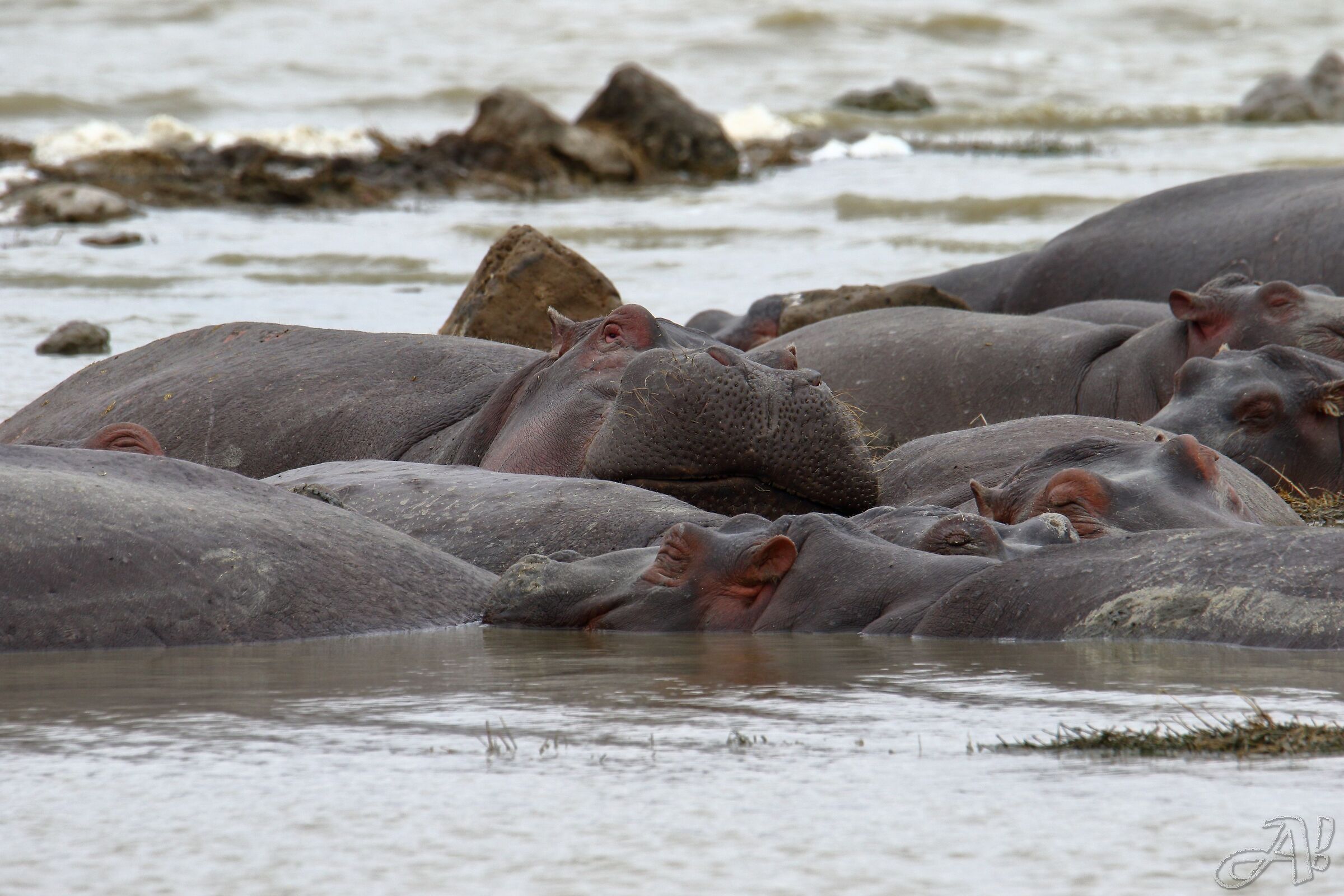 Hippo
