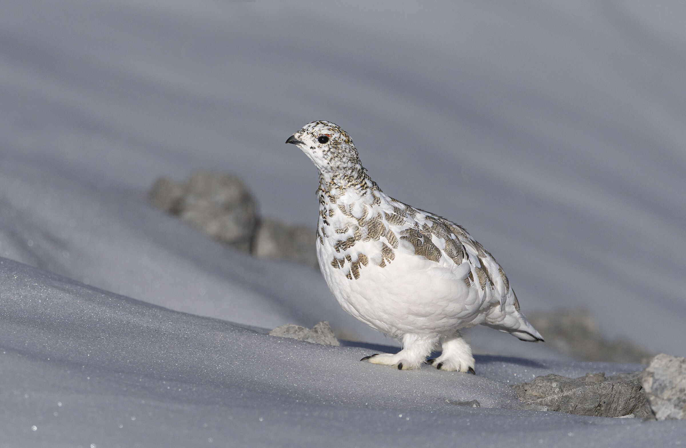 The loneliness of the ptarmigan, October 2025