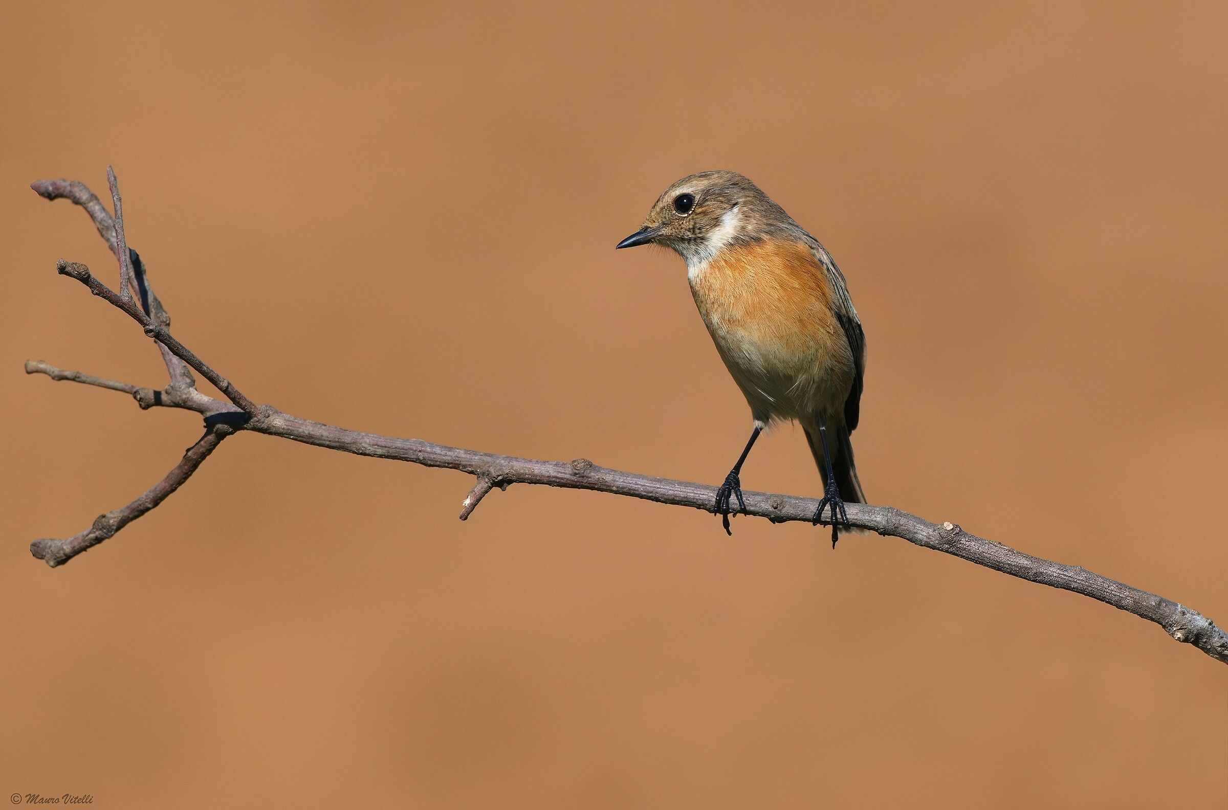 Stonechatter (Saxicola torquatus)