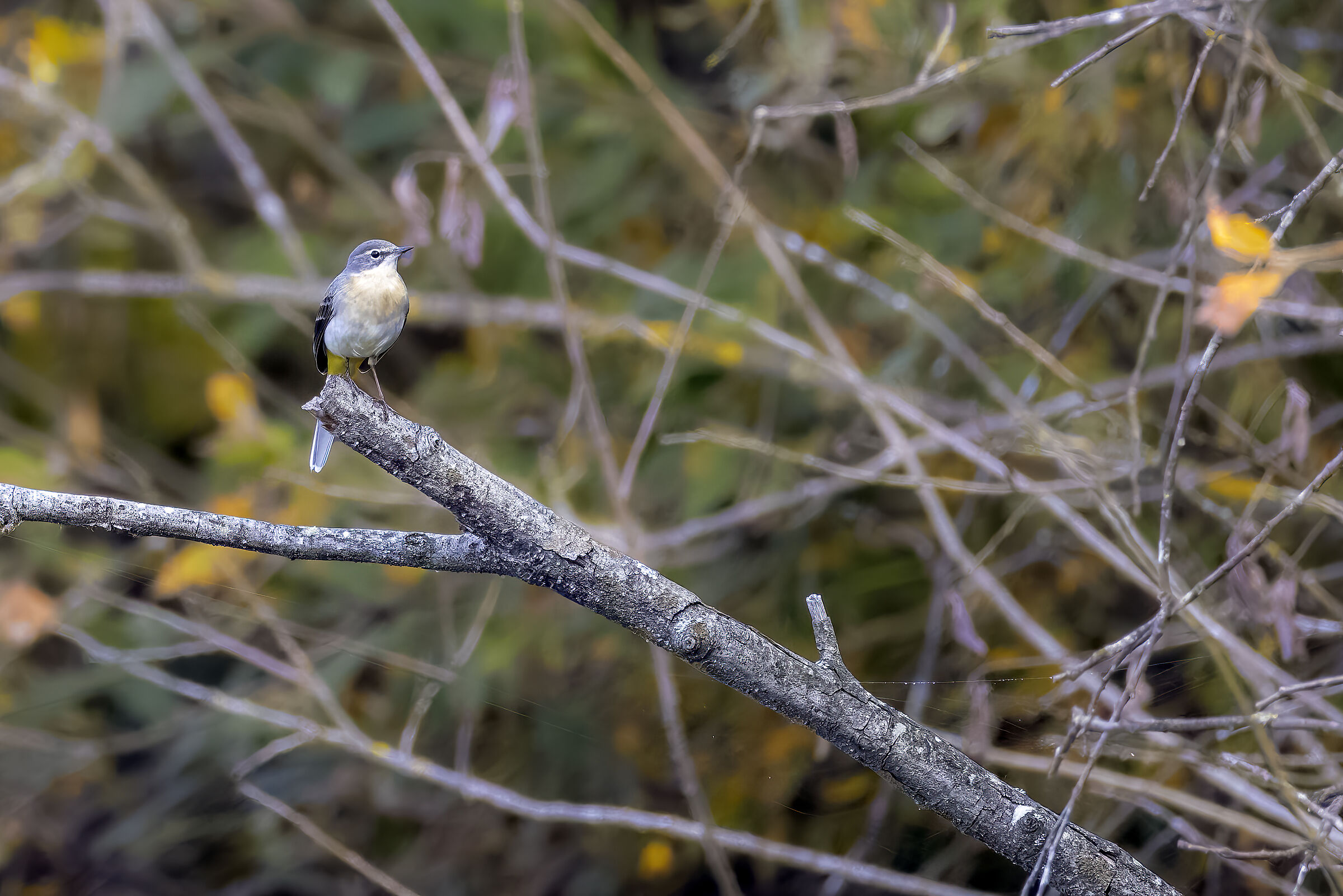 Grey wagtail