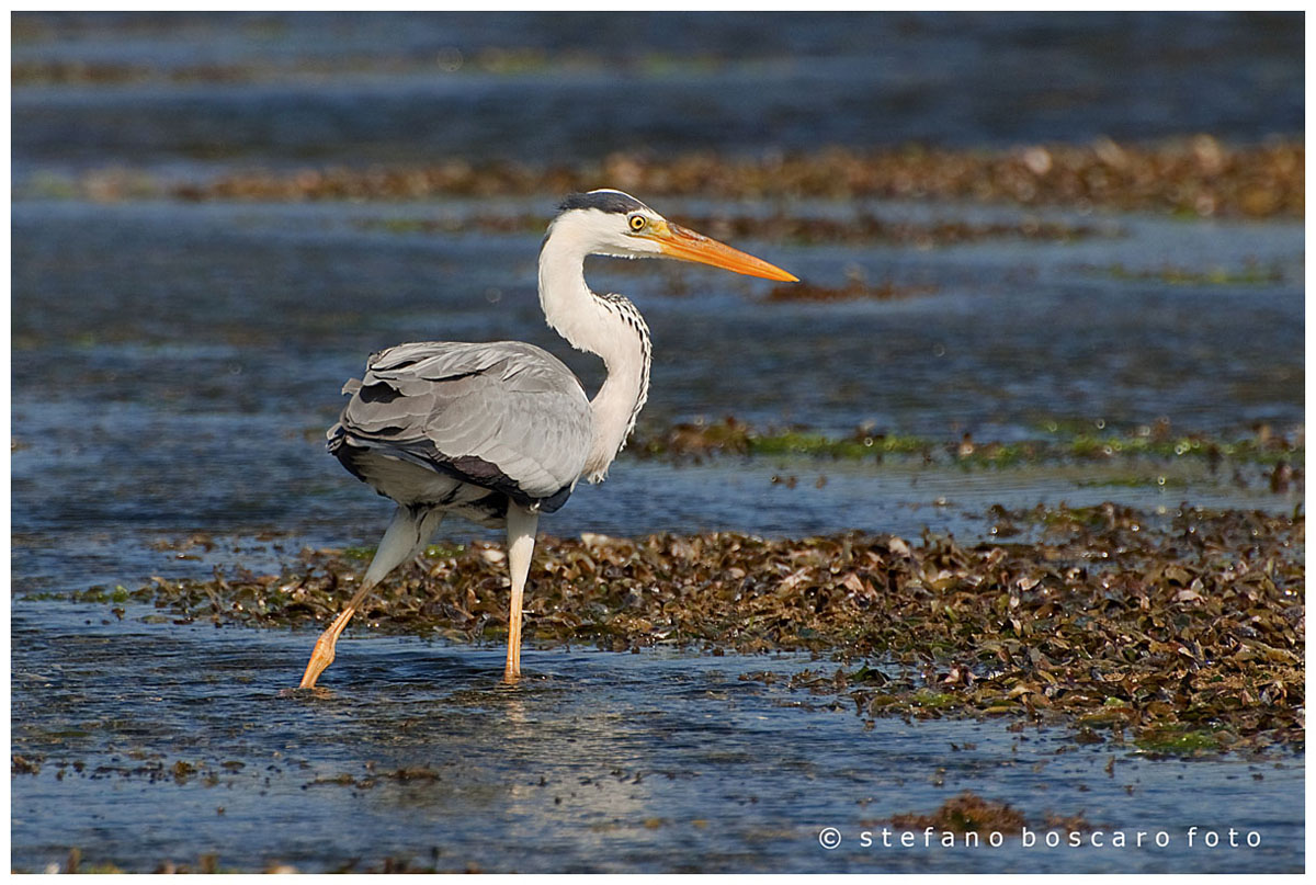 Grey Heron