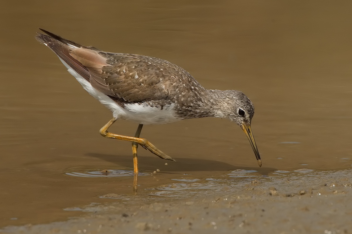 Tone on Tone (Green Sandpiper)