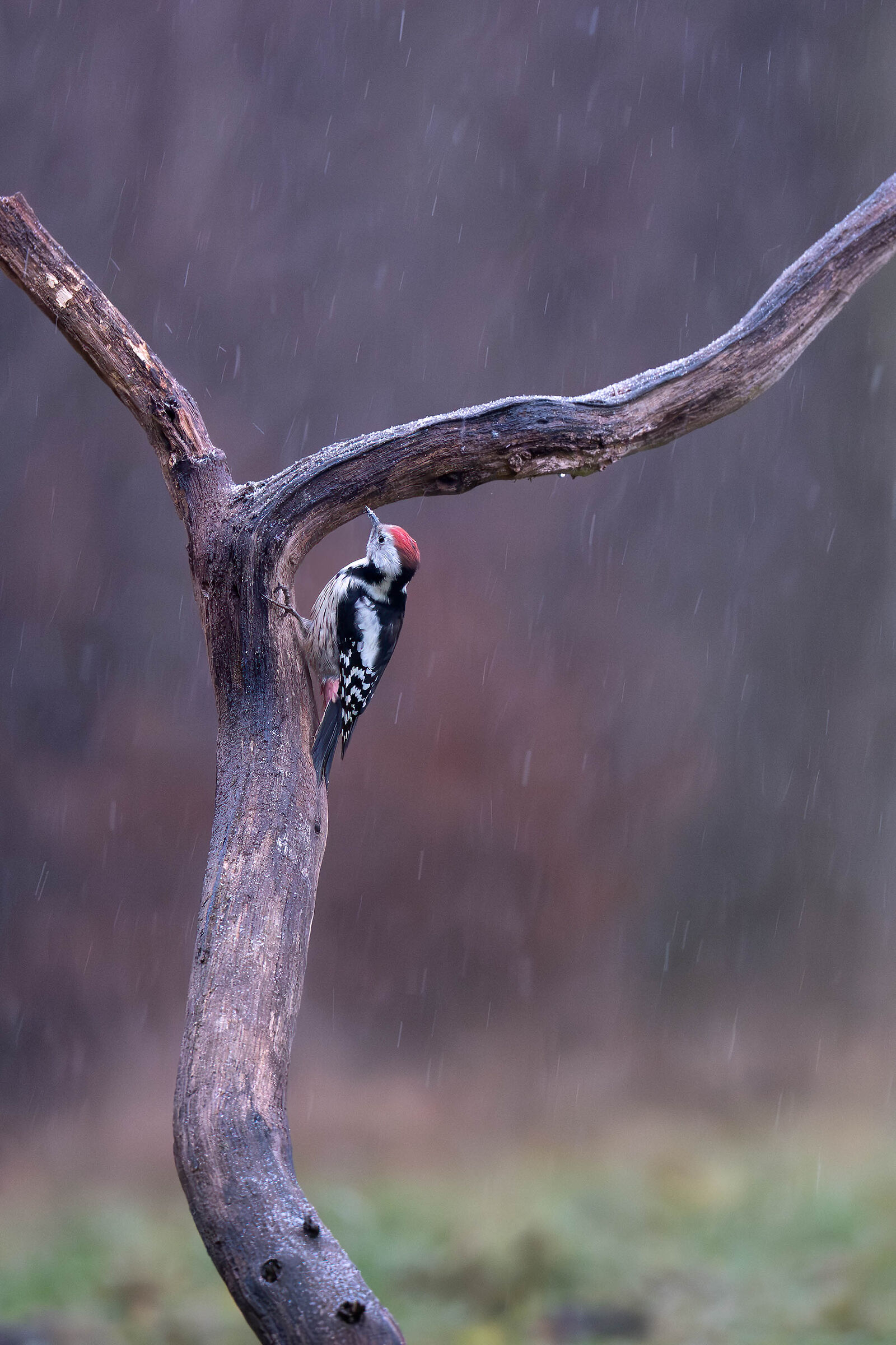 a shelter in the rain...