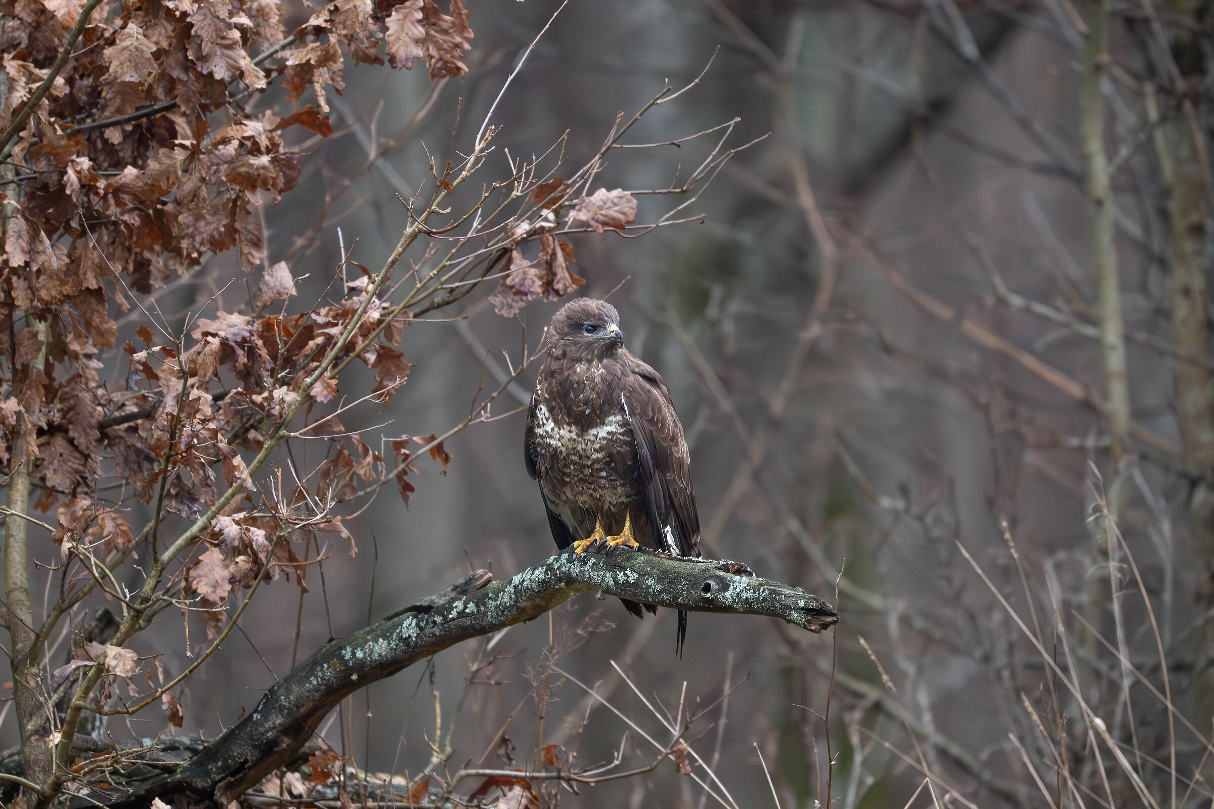 Everything under control !